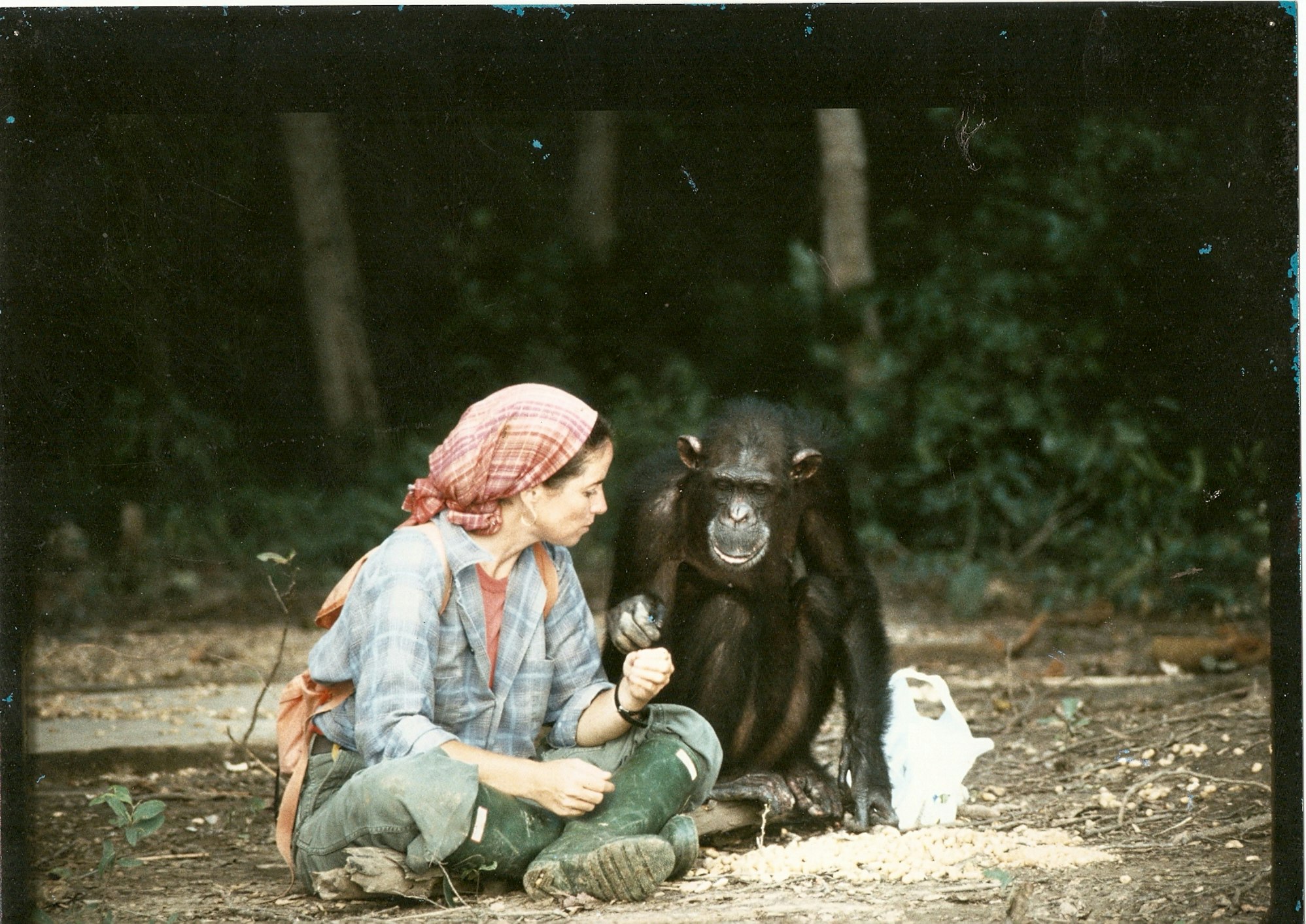 Janis Carter, wearing a scarf over her head and wellington boots, sits cross-legged on the ground next to the chimp Lucy.
