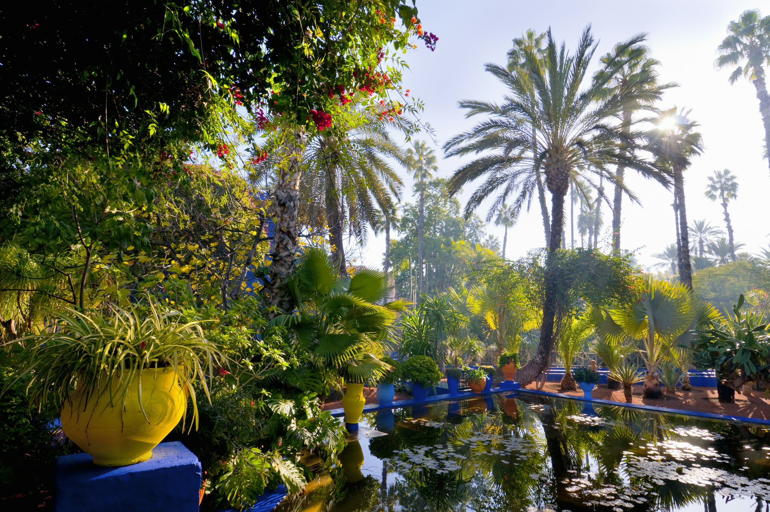 An atmospheric image shot into the sun, with light beams shining beneath palm trees and lighting up the leaves; in the foreground is a pond covered in water lilies.