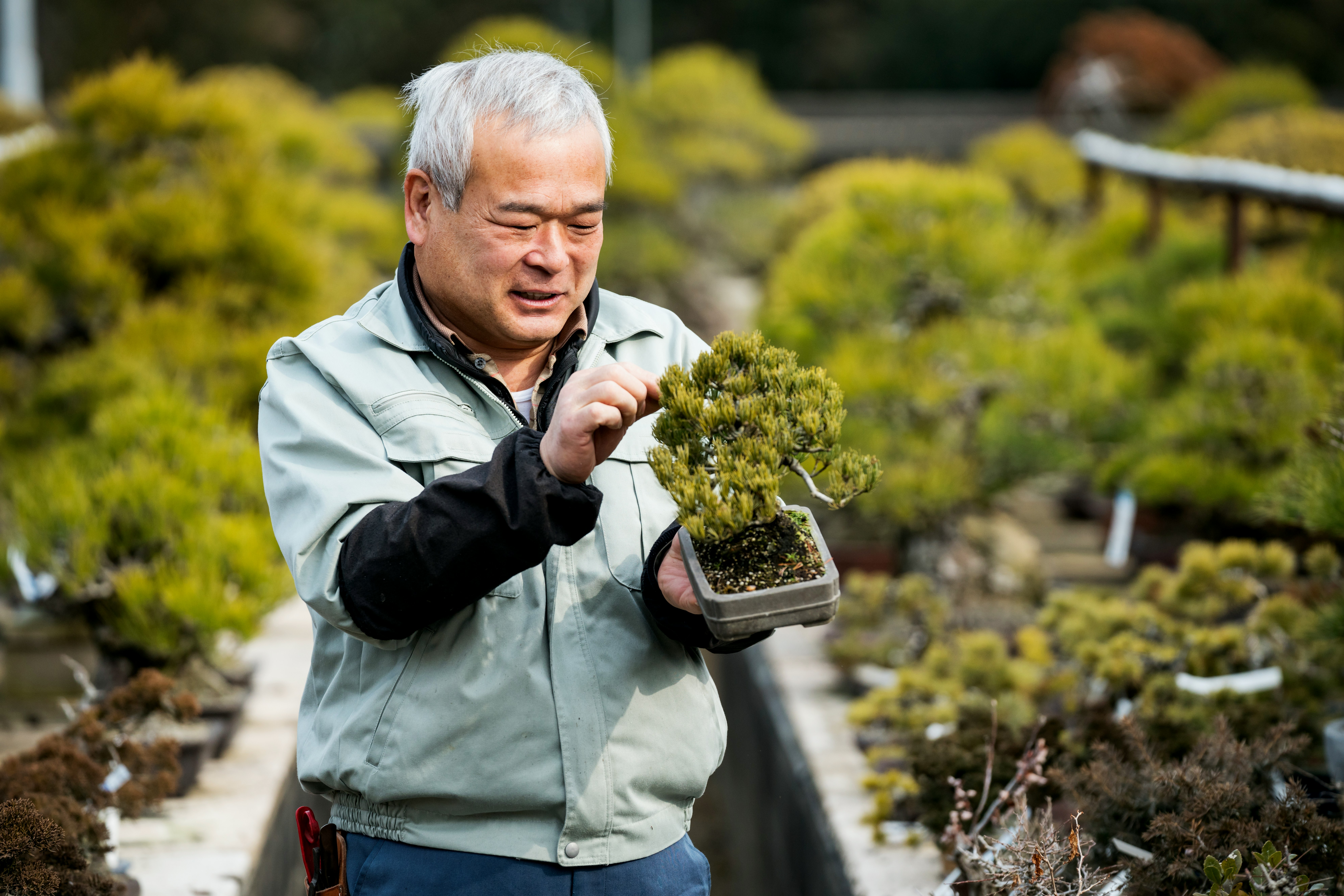 En man med grått hår tittar ner på en bonsai han håller i sin vänstra hand när han justerar en gren.  Han är klädd i svarta långa ärmar och en gråblå button down skjorta.  Bakom honom är rader och rader av andra bonsai mjukt ur fokus