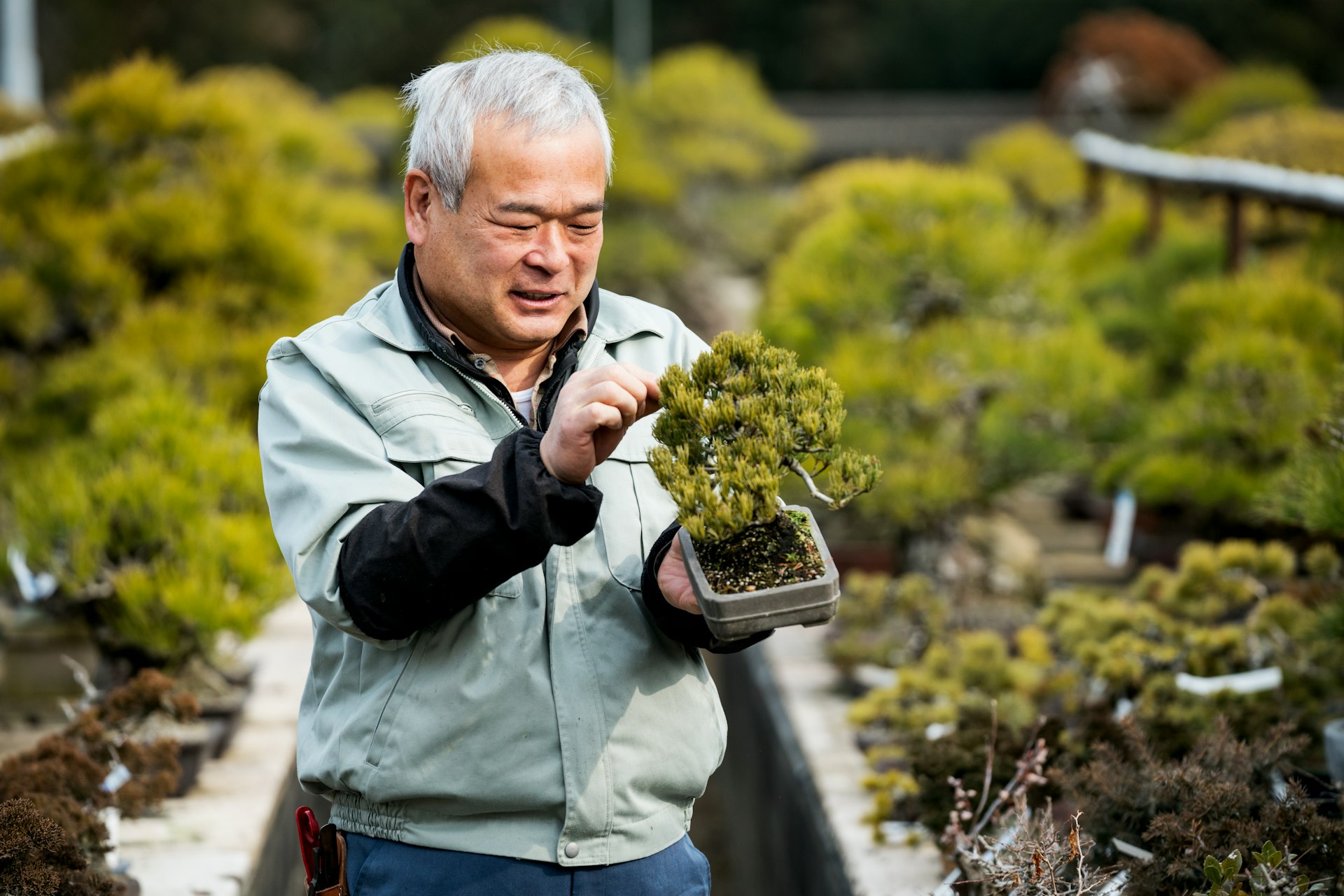 A man with grey hair looks down at a bonsai he is holding in his left hand as he adjusts a branch. He is wearing black long sleeves and a greyish blue button down shirt. Behind him are rows and rows of other bonsai softly out of focus
