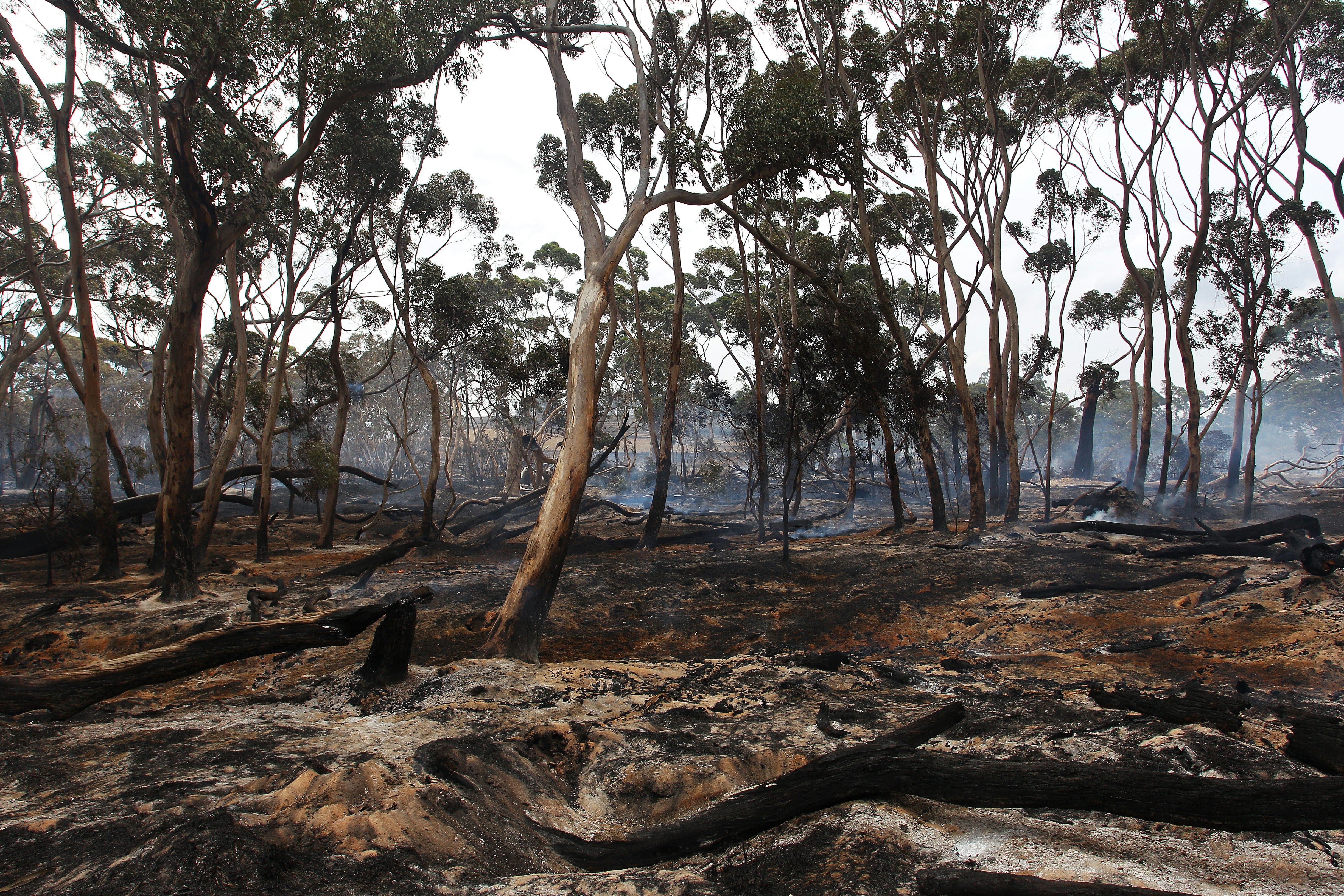 Burned trees and bush following the Australian bushfires. 