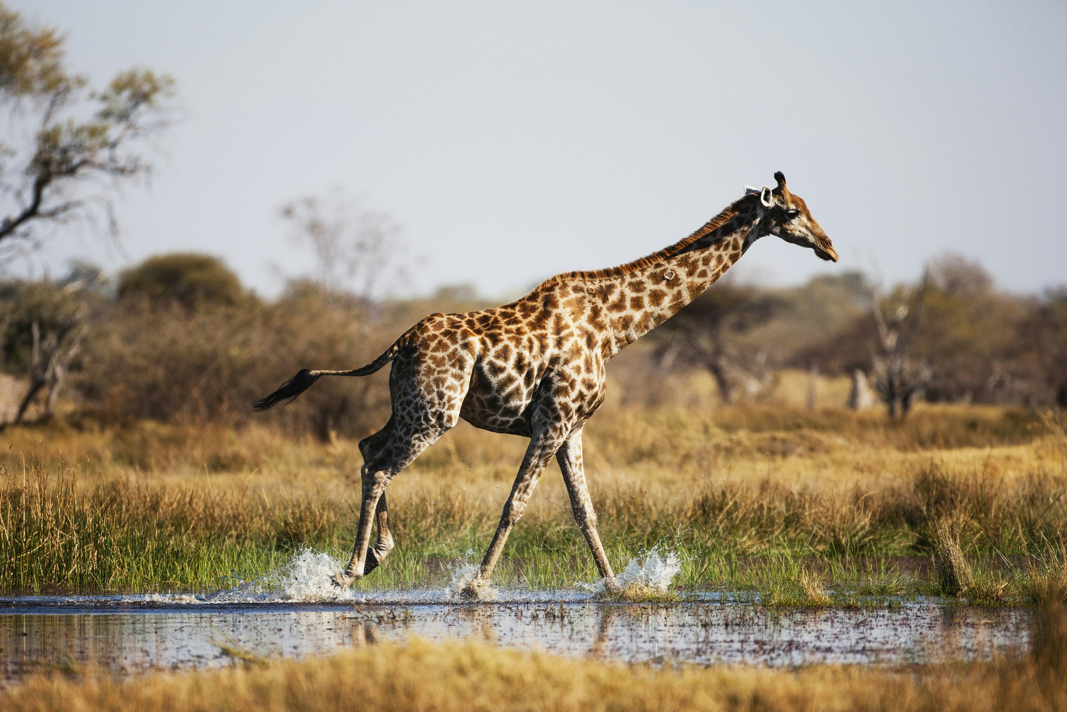 A giraffe splashes shallow water as it trots across the Okavango Delta in Moremi Game Reserve in Botswana, Africa