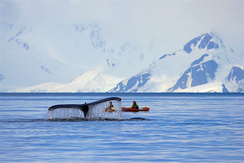 kayaking-antarctica-shutterstockRF_603500291.jpg A pair of kayakers sit in awe as a massive whale descends beneath them; all that is visible of the whale is its huge tale. In the background is the snowy, mountainous shore.