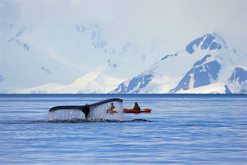 A pair of kayakers sit in awe as a massive whale descends beneath them; all that is visible of the whale is its huge tale. In the background is the snowy, mountainous shore.