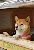 A shiba inu stands with his paws on a table, surrounded by a wooden stand