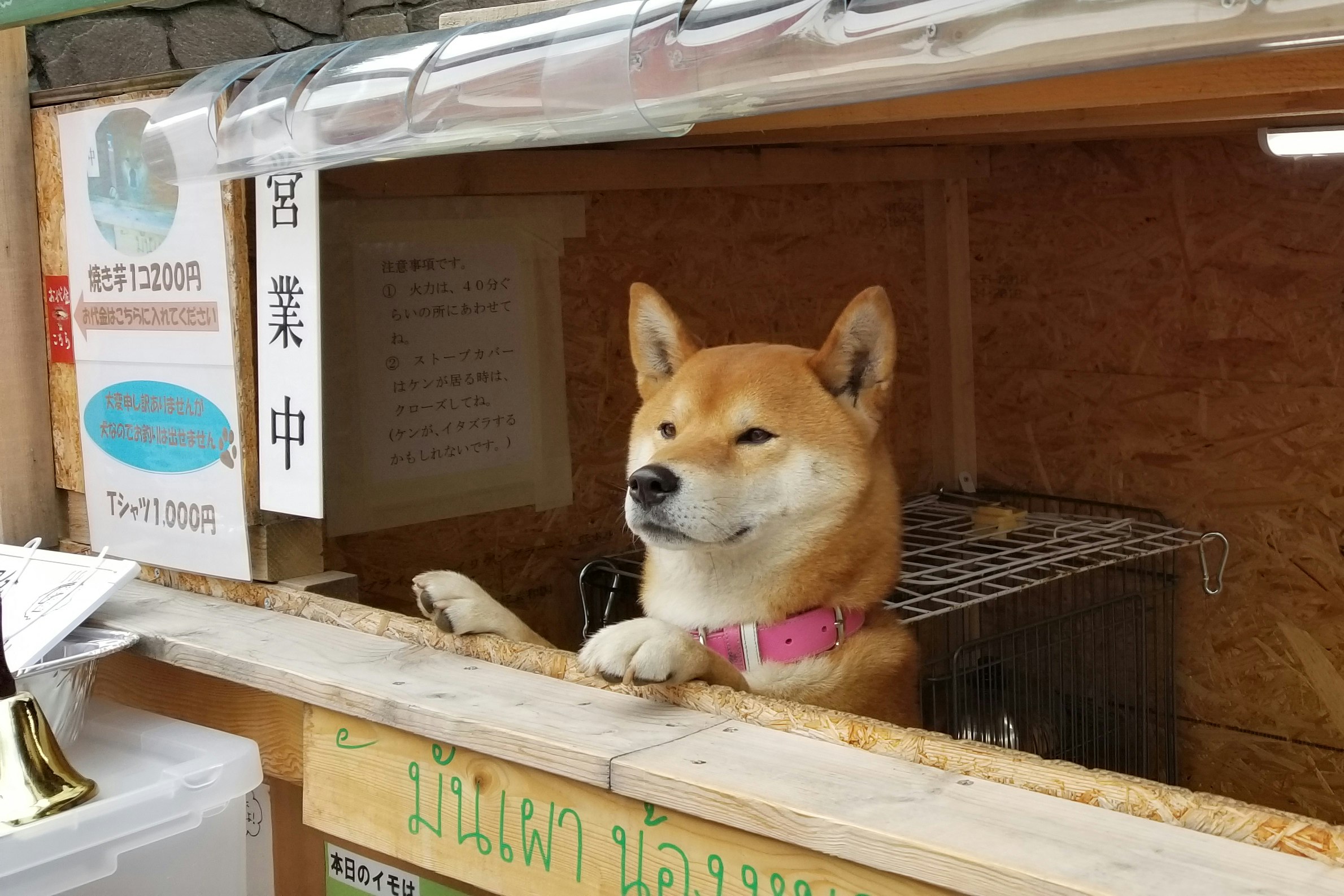 A shiba inu stands with his paws on a table, surrounded by a wooden stand
