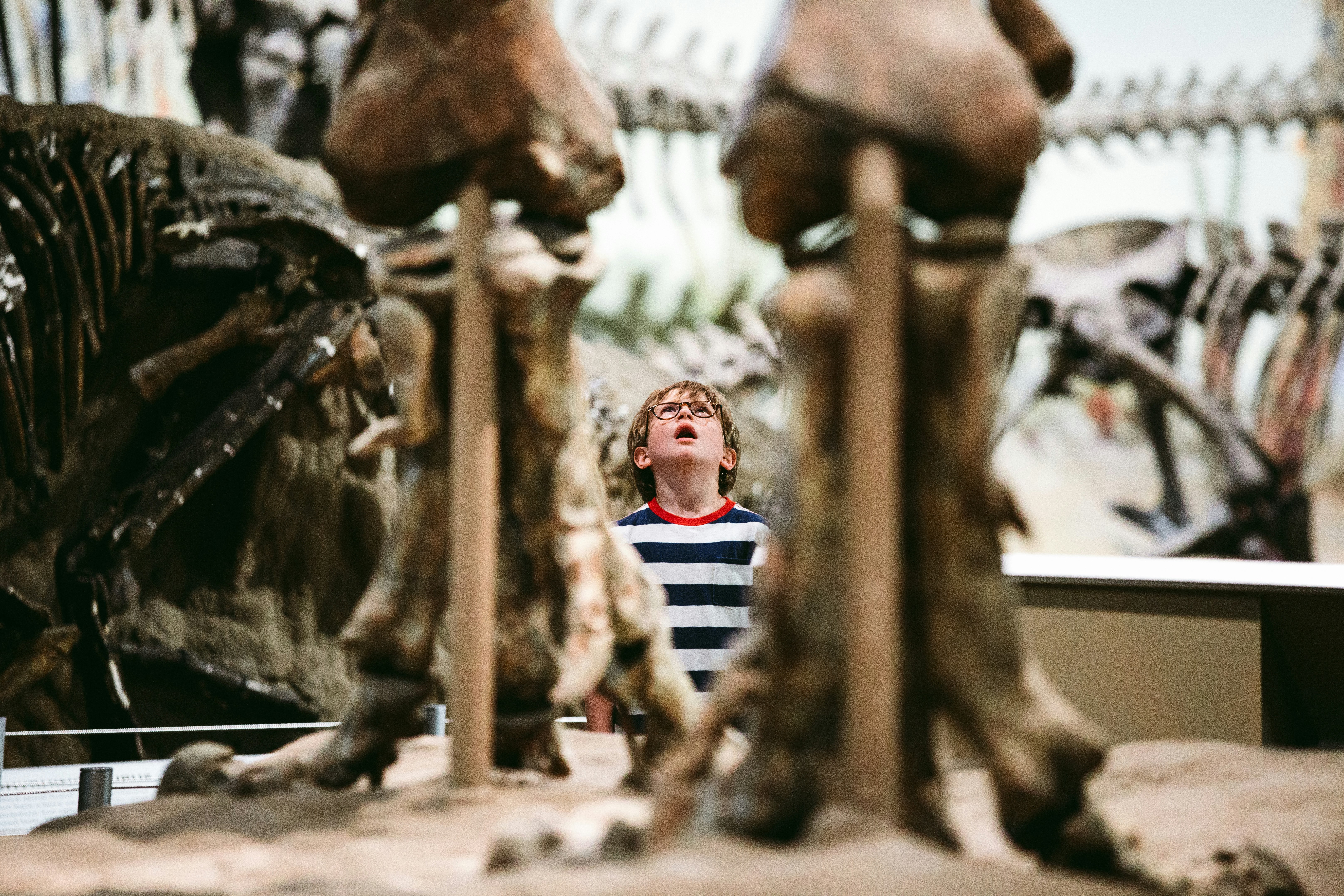 a kid standing between the legs of a dinosaur skeleton, looking up, at the Royal Tyrrell Museum of Palaeontology