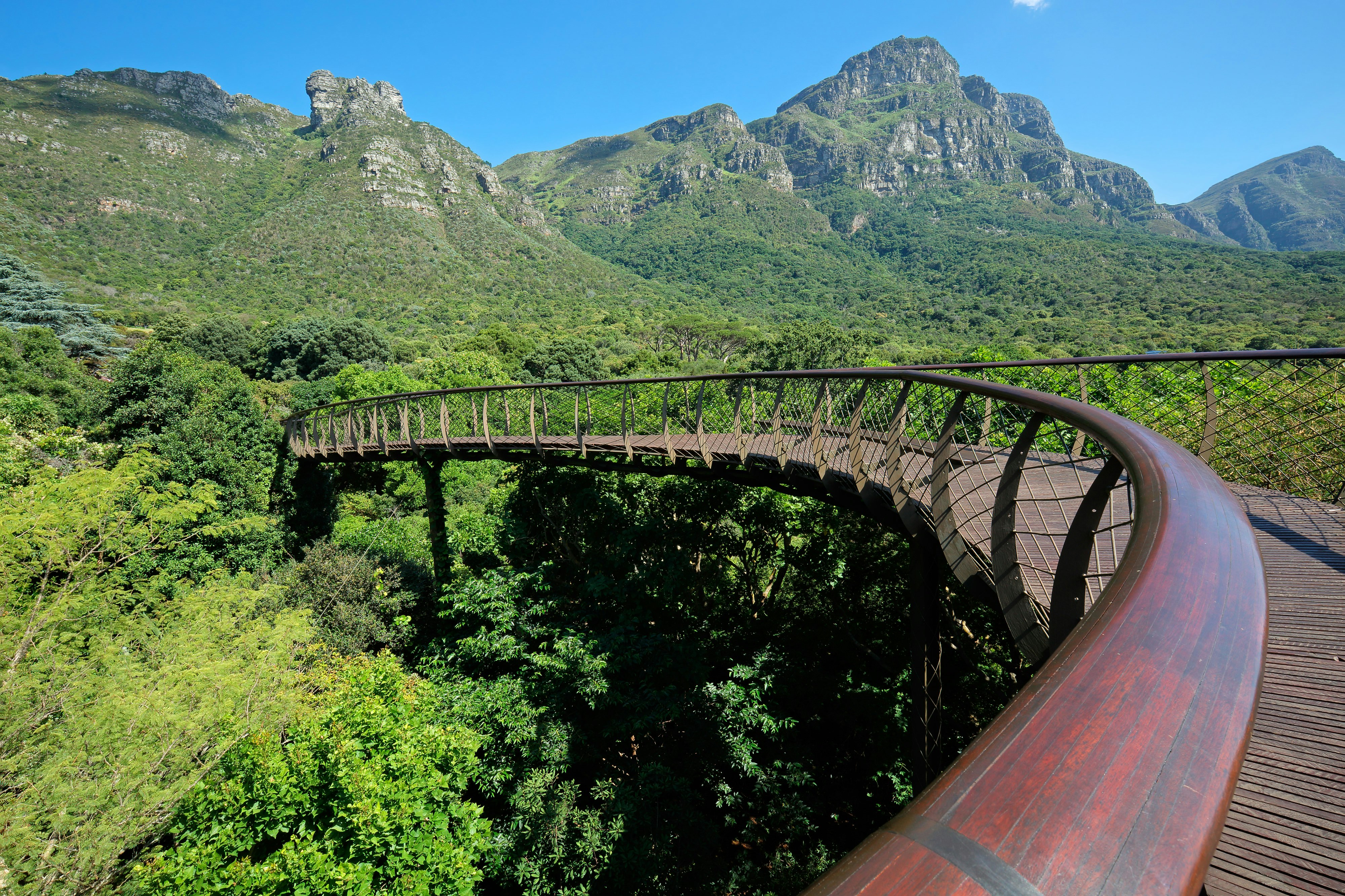 A curving wooden walkway sweeps through the landscape above the botanical garden; Table Mountain makes a stunning backdrop.