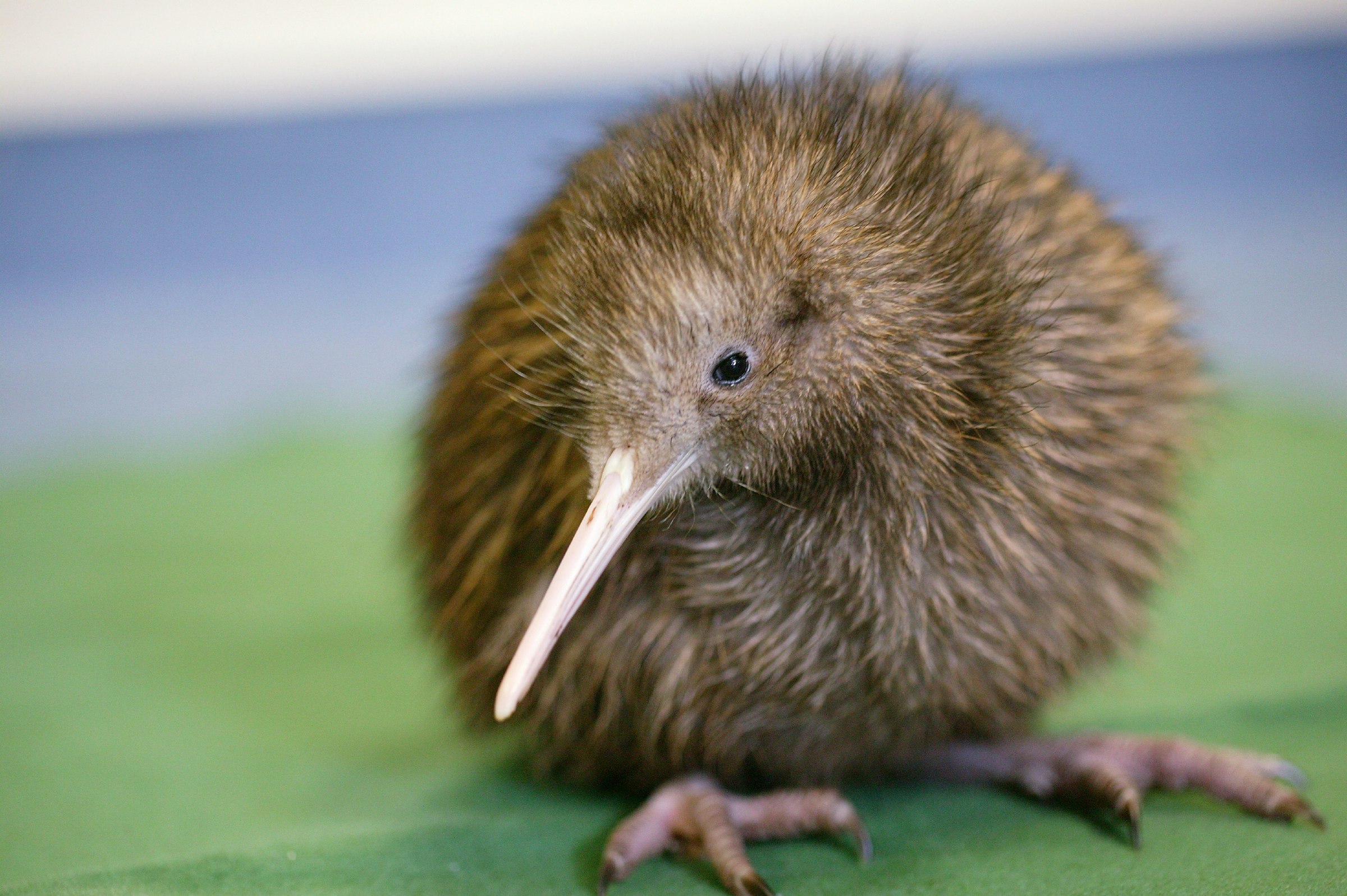 A small baby kiwi. 