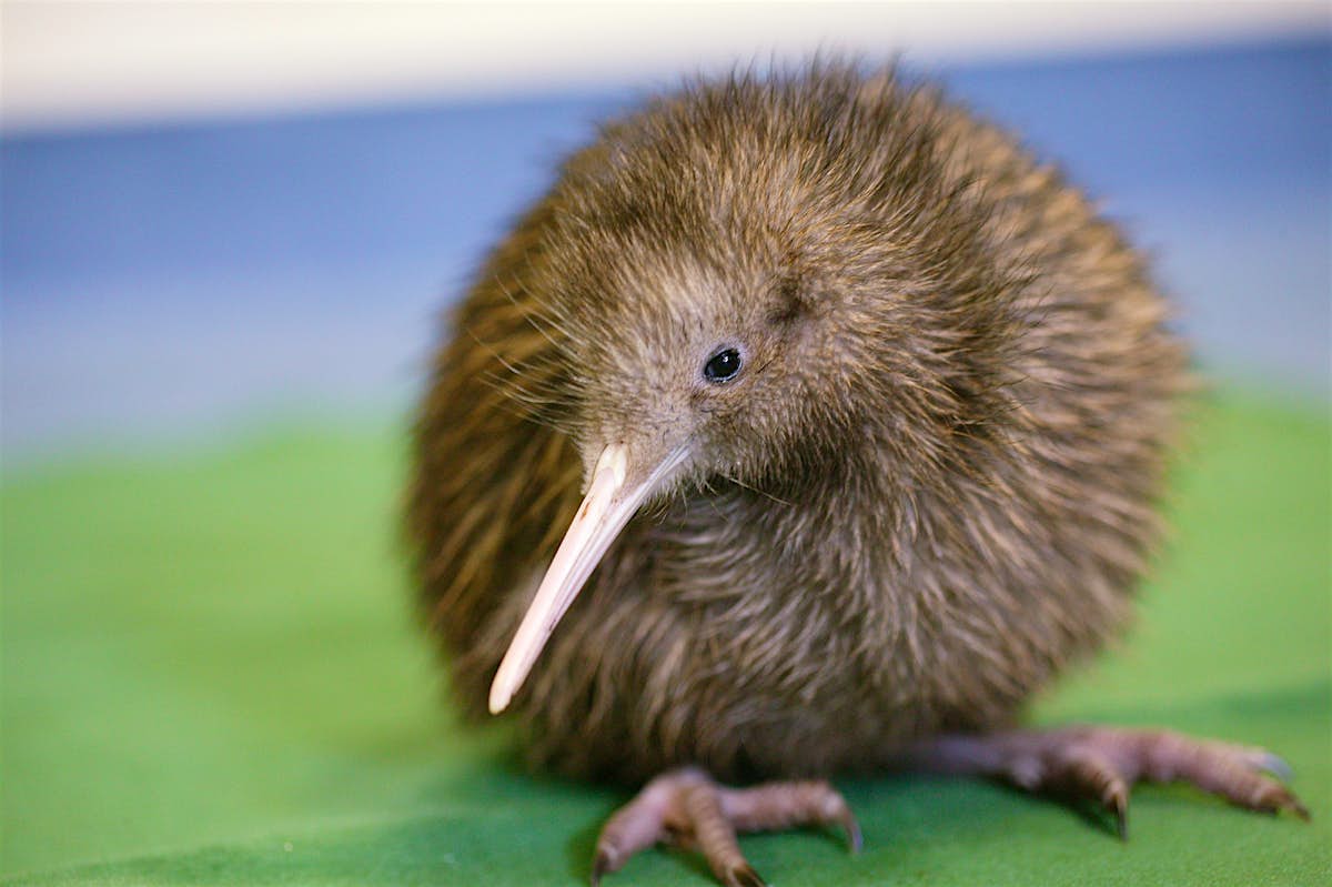 Newly hatched Kiwi chick (Auckland Zoo, New Zealand) : r/aww