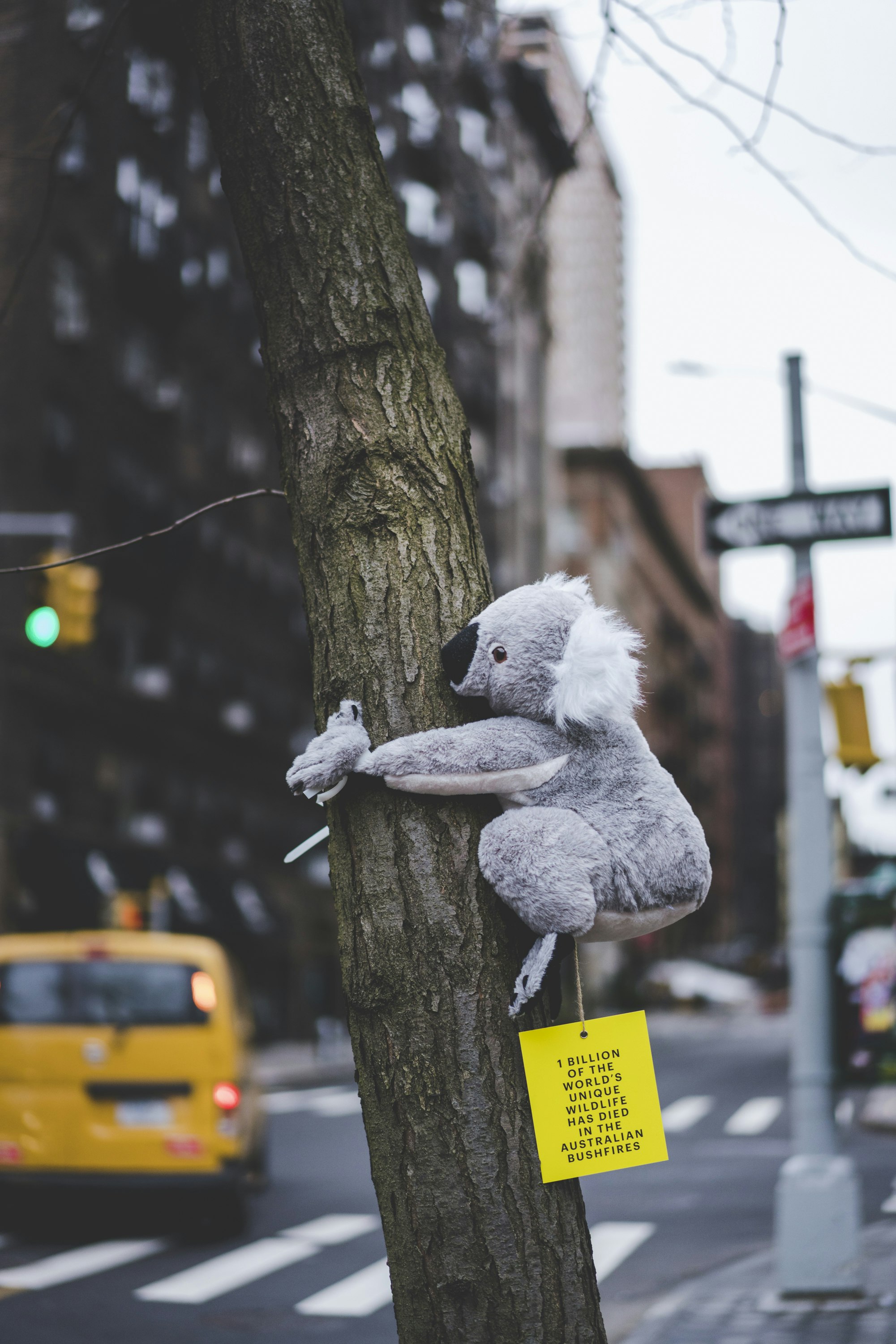 A stuffed koala in New York City