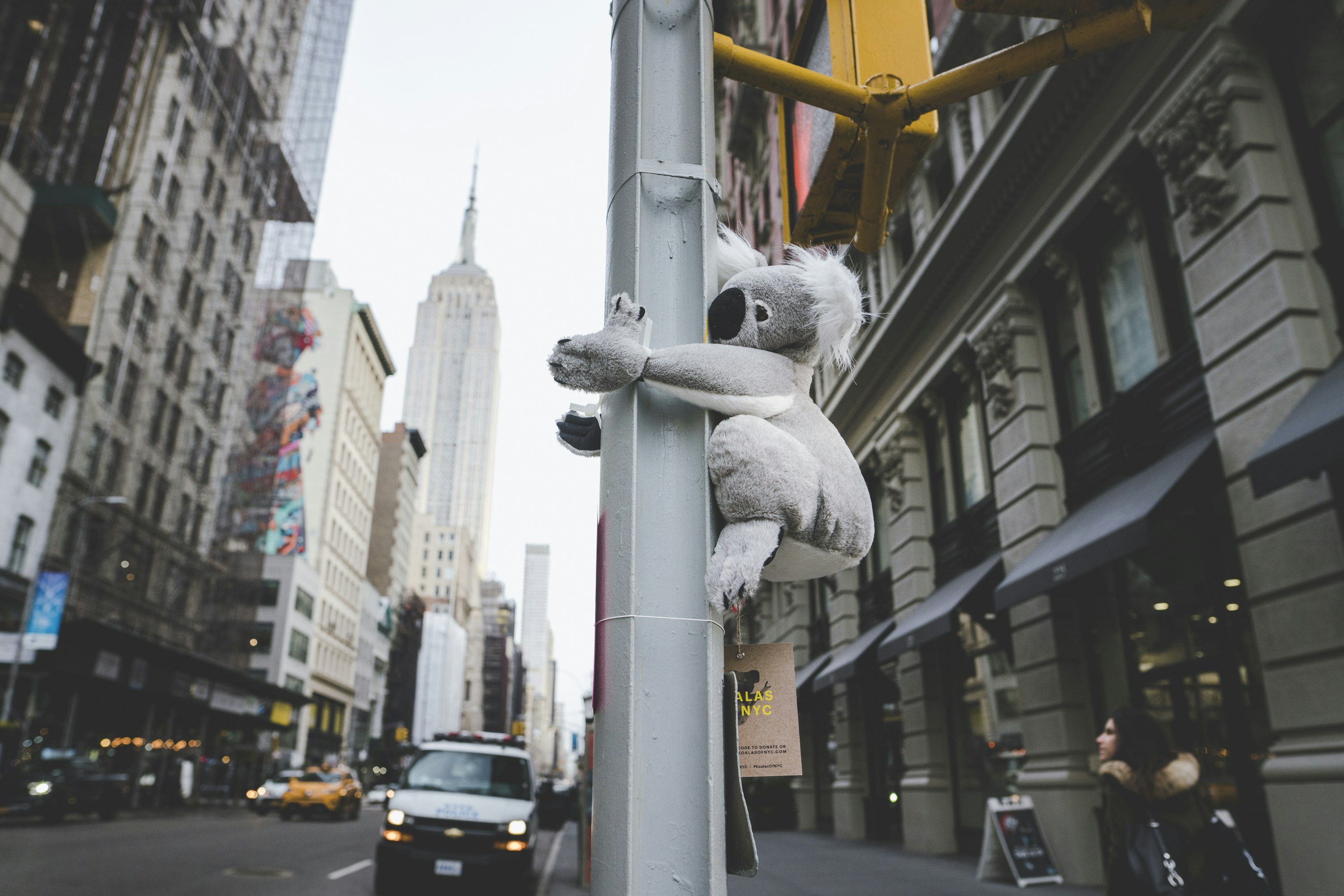 A stuffed koala hugs a lamppost in NYC