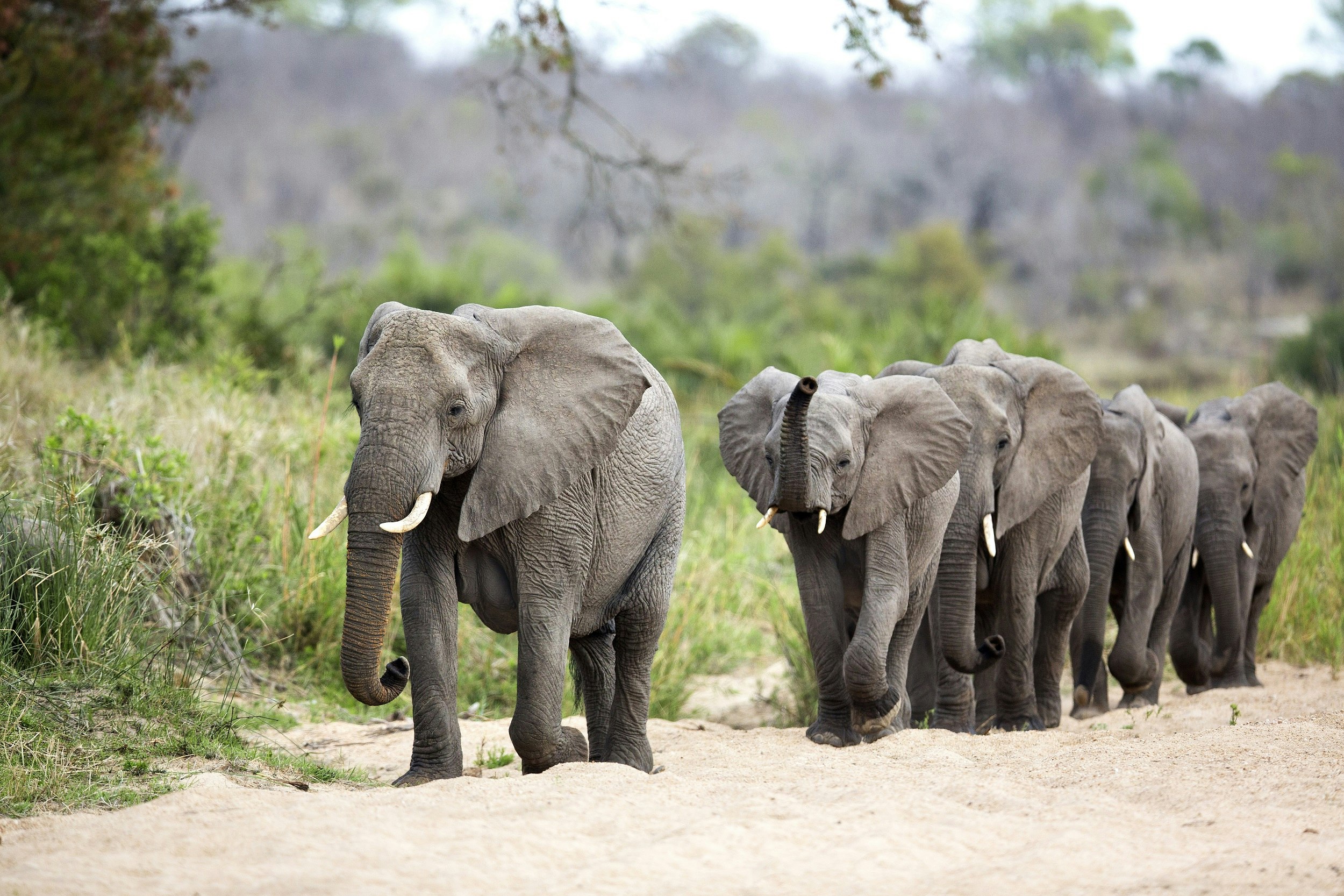A long line of elephants walk along a sandy riverbed, with lush vegetation to their left.