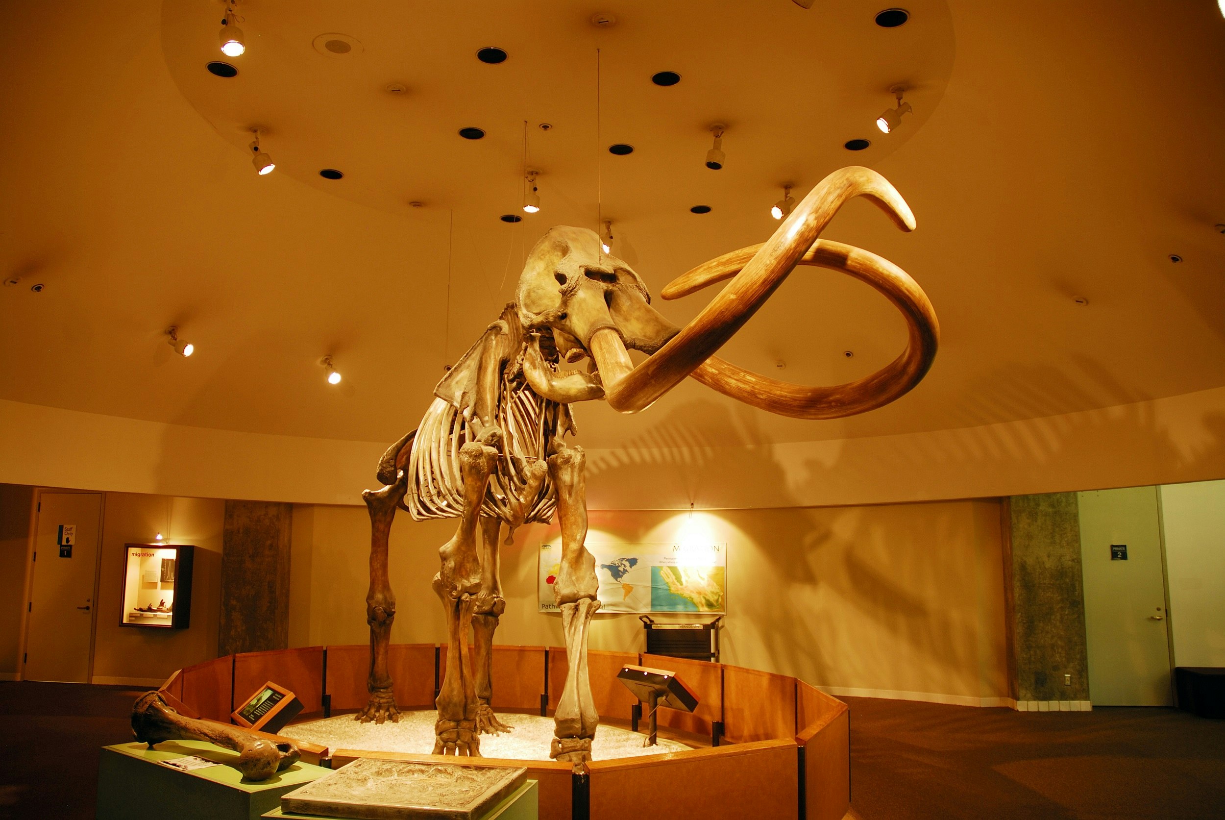 A mastodon skeleton with huge curving tusks stands on display within La Brea Tar Pits.