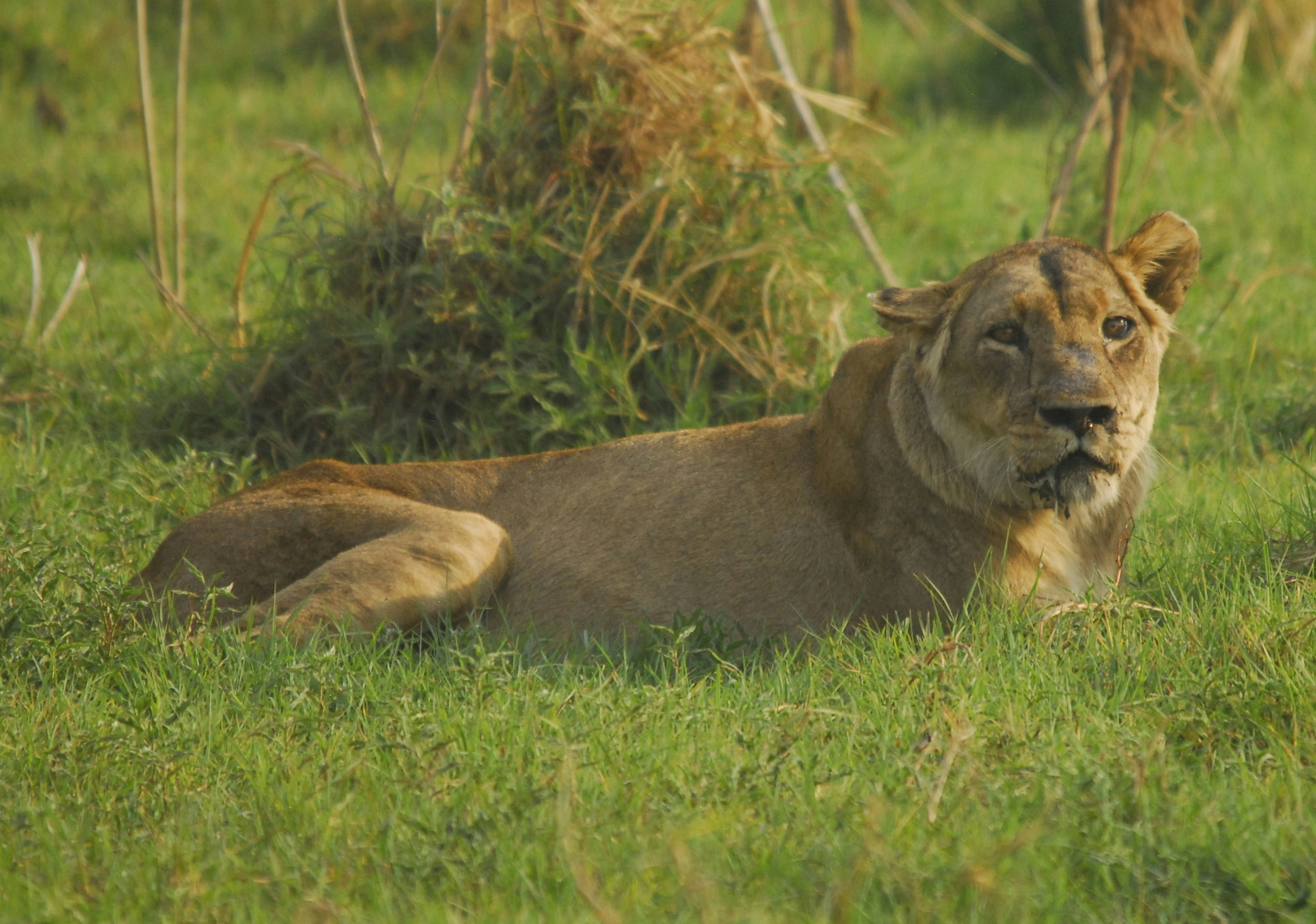 A large female lion lays in long, green grass.