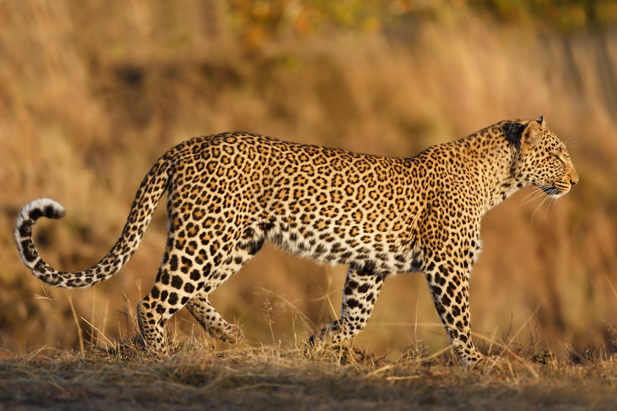 Best places to see leopards in Africa on safari - Lonely Planet