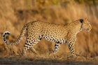 leopard-africa-safari.jpg