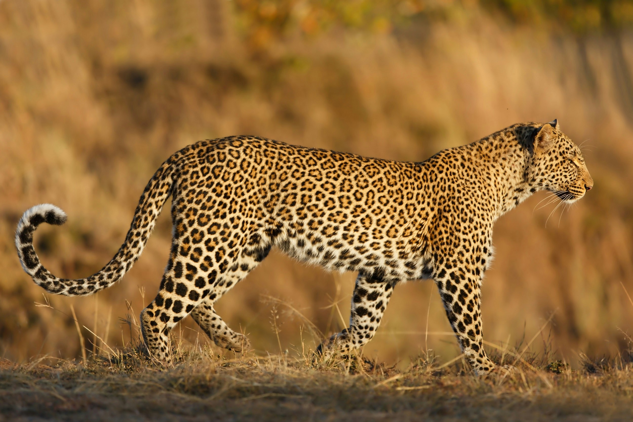 A side angle view of a large leopard walking in the golden grasses of the Masai Mara in Kenya.