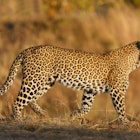 leopard-africa-safari.jpg
