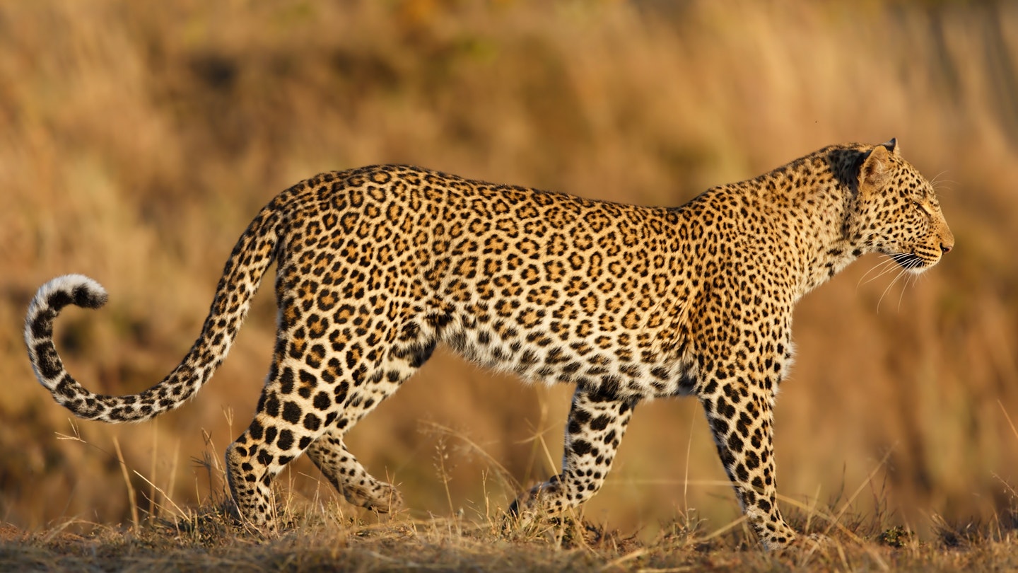 amur leopard safari