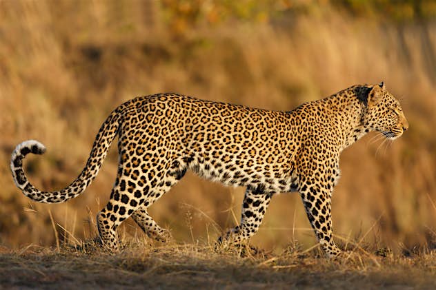 Safari animals: the story of leopards (and the best places to see them) -  Lonely Planet