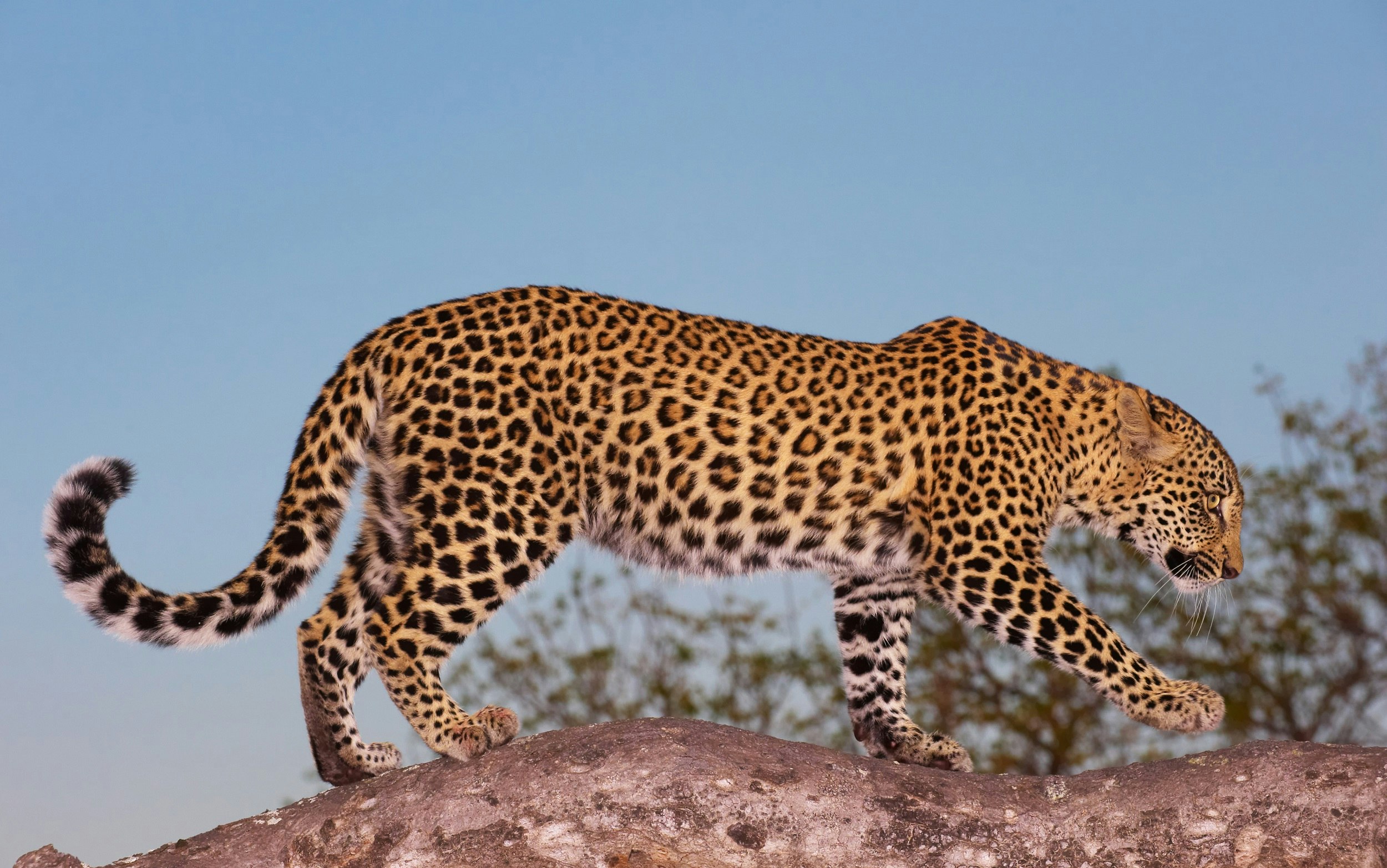 A beautiful leopard walks across the top of a huge tree branch; the background is a clear blue sky.
