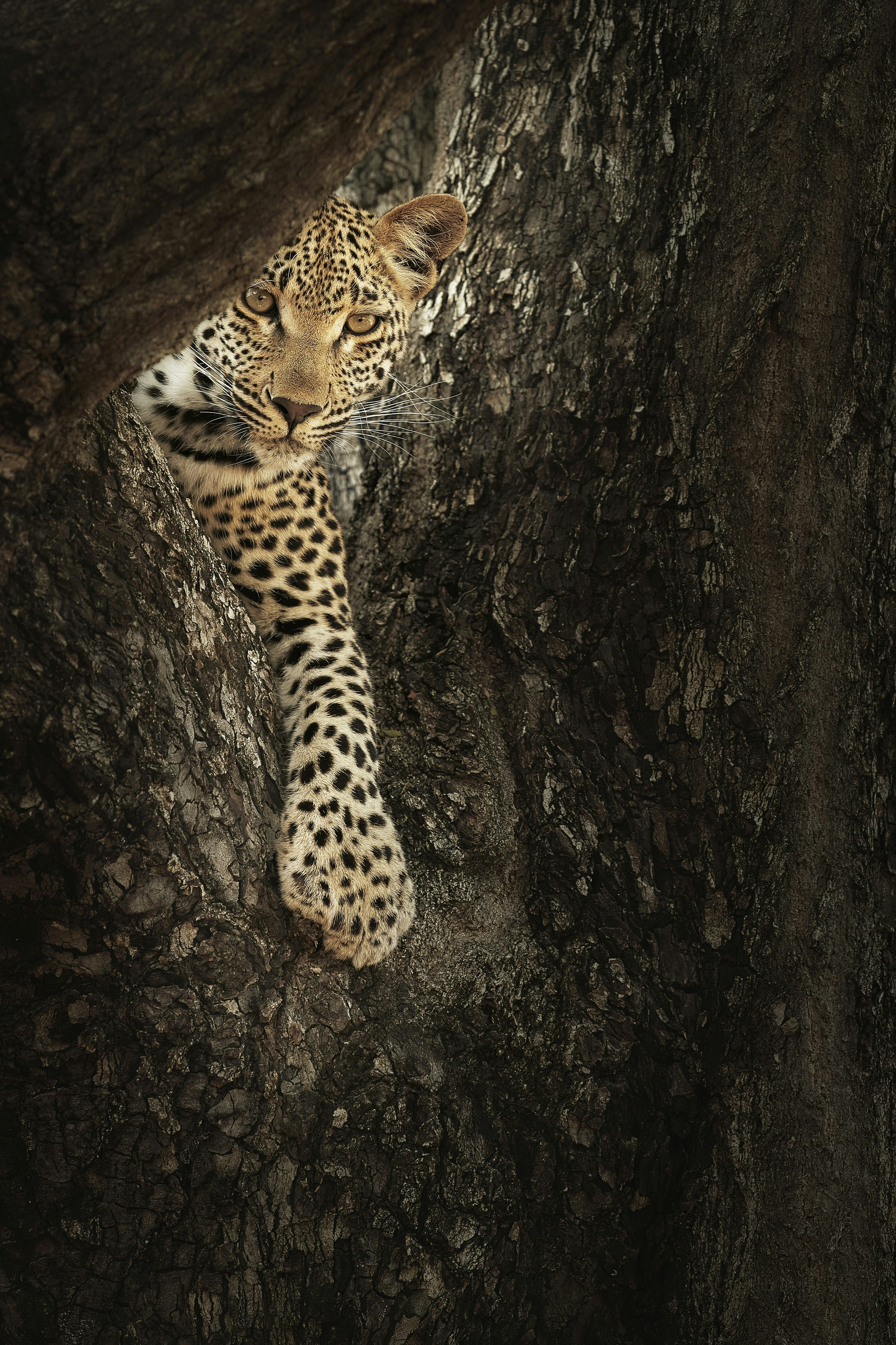 A leopard's front paw extends down below its face from a hidden crook within a large tree.