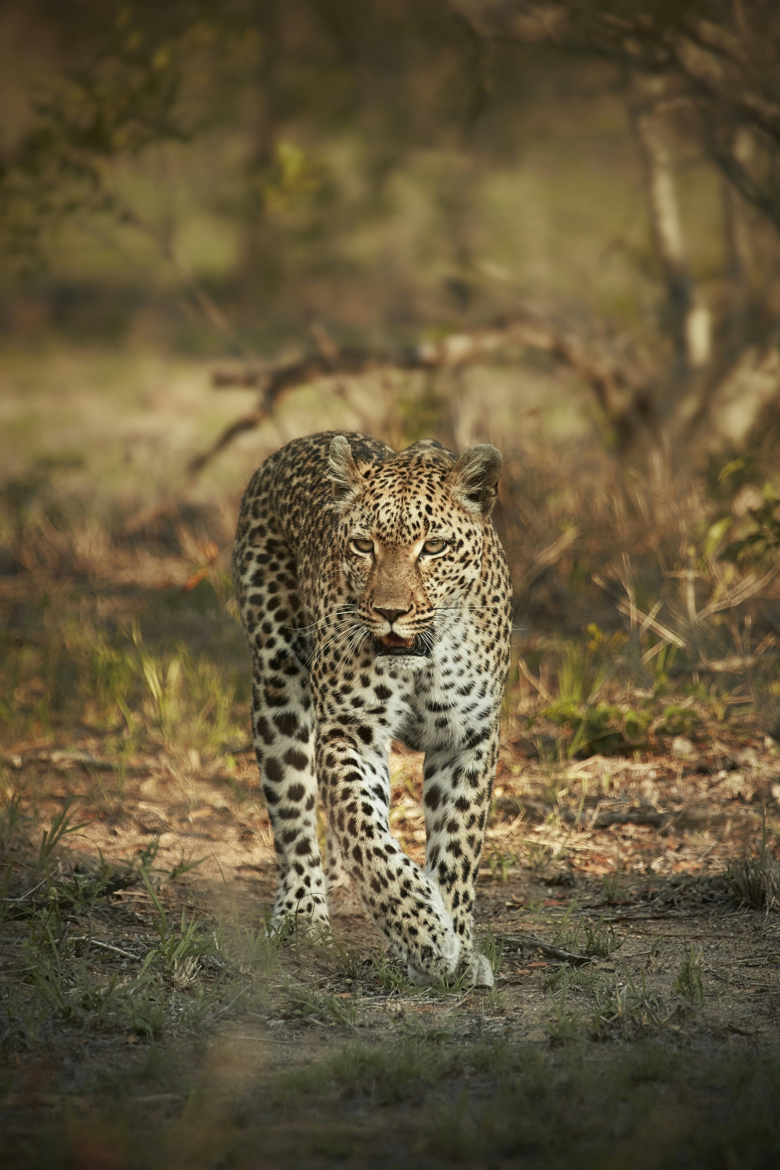 A lone leopard walks towards the camera in the wild; the grass is dry and there are gnarled trees in the background.  
