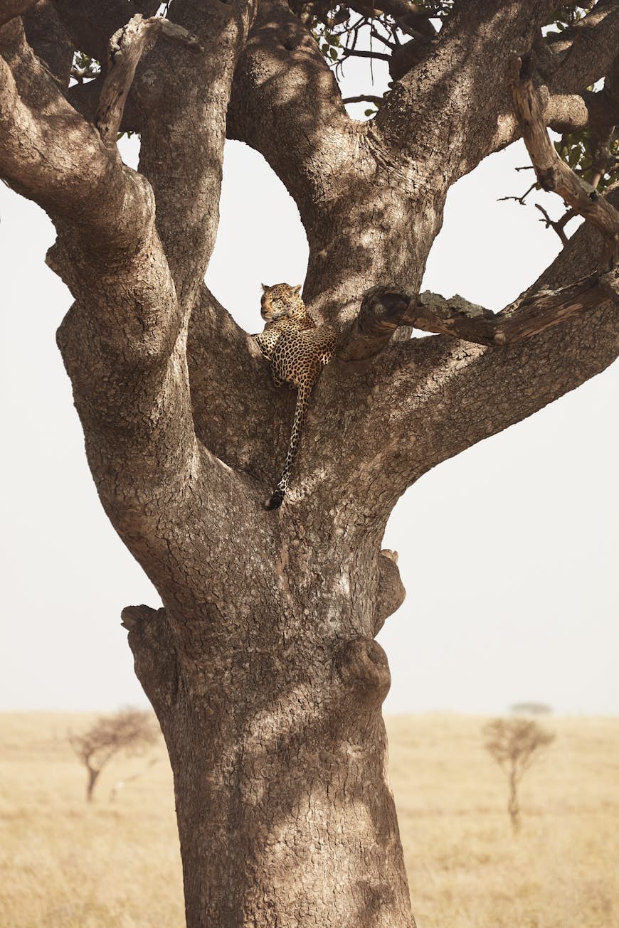 A huge tree trunk dominates the image, rising from the ground and then forking off four directions; at the junction of huge branches rests a lion, with its tail hanging down toward the camera's view.