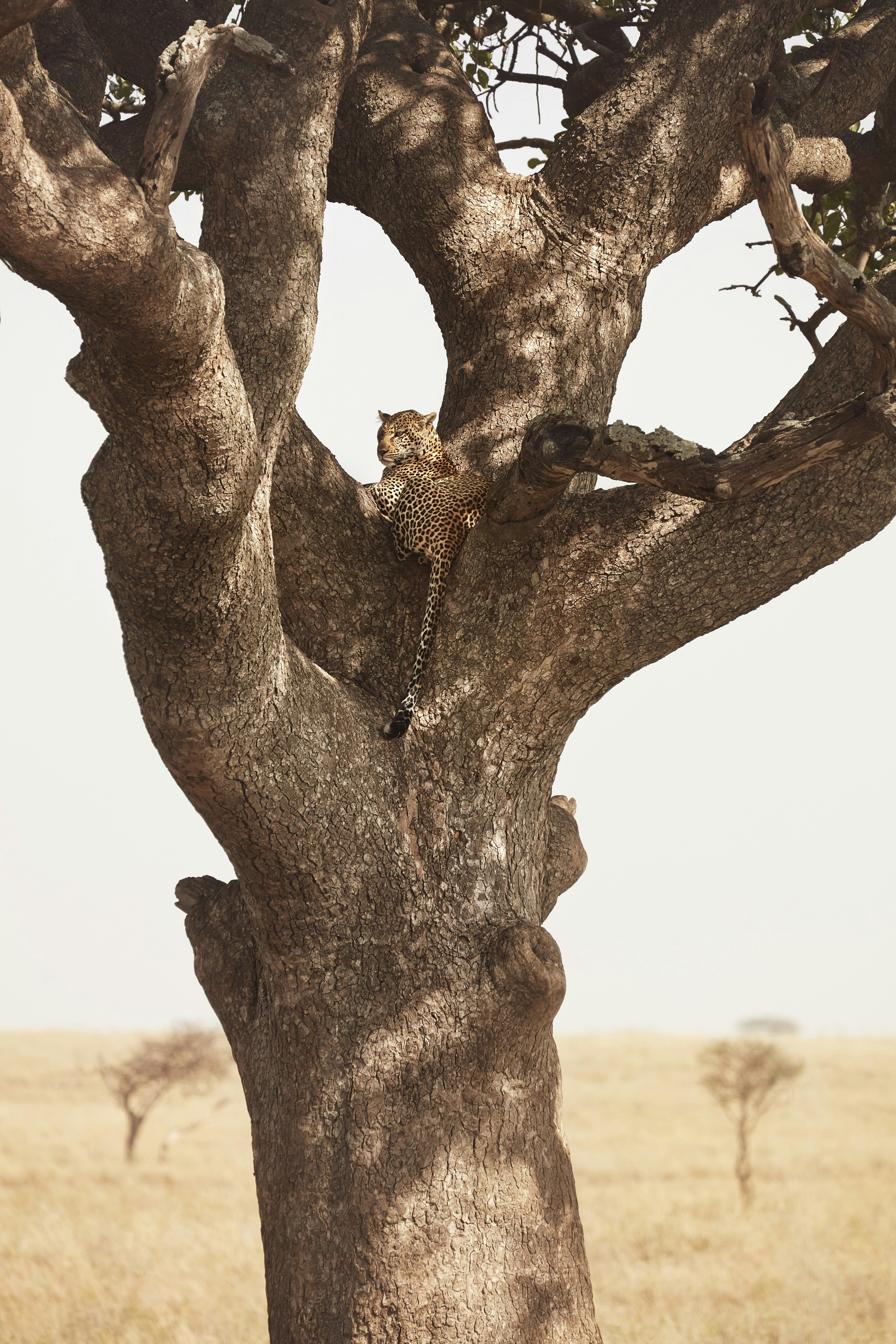 A huge tree trunk dominates the image, rising from the ground and then forking off four directions; at the junction of huge branches rests a lion, with its tail hanging down toward the camera's view.