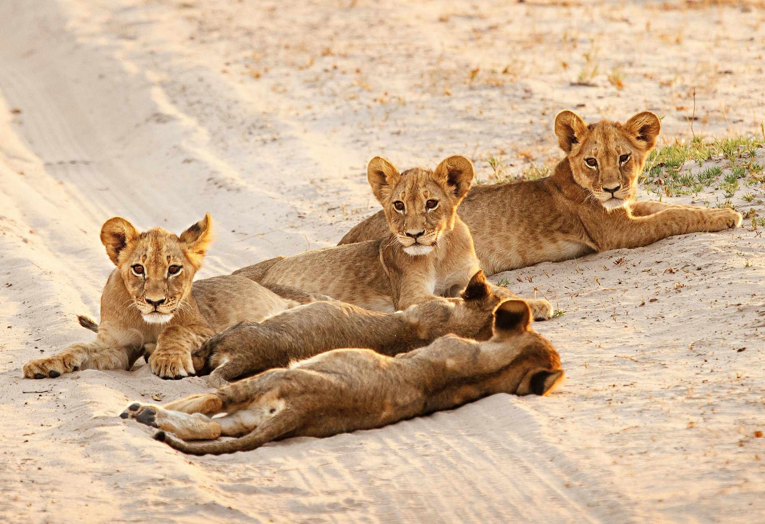 Five lion cubs lay on a sandy vehicle track; three have their heads up and face the camera. Two have their backs to the camera and are asleep, with their heads down.