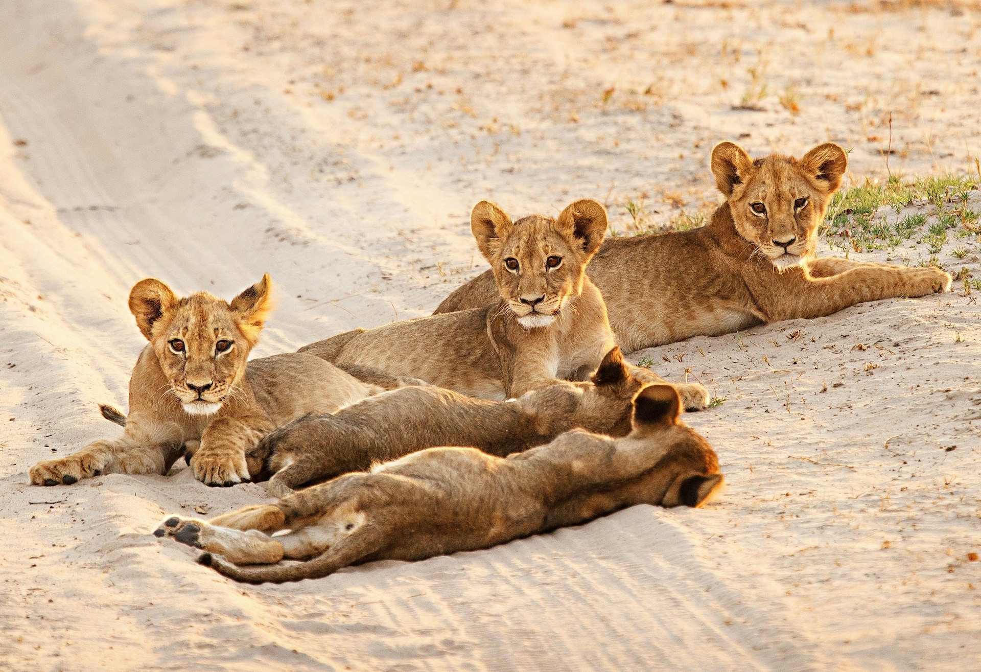 Five lion cubs lay on a sandy vehicle track; three have their heads up and face the camera. Two have their backs to the camera and are asleep, with their heads down.