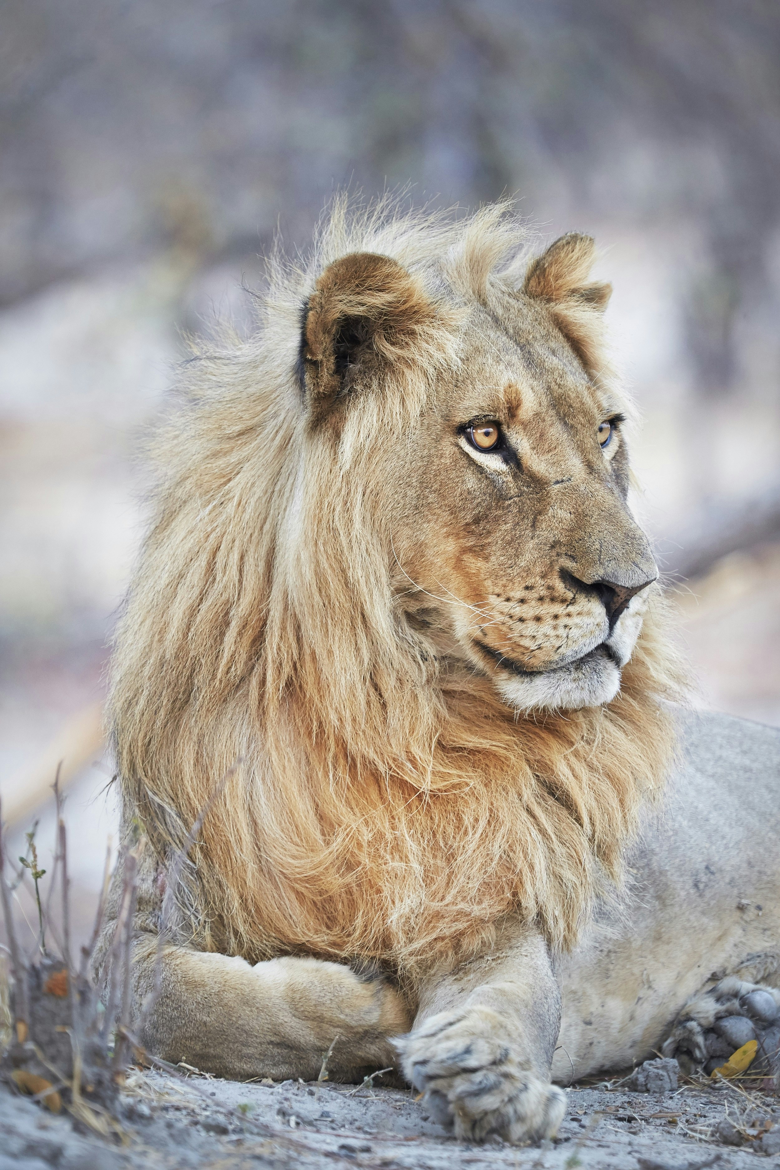 A male lion stares intently at something off to the right of the image; it's laying towards the camera, with its front legs extended. Its mane is tawny coloured.