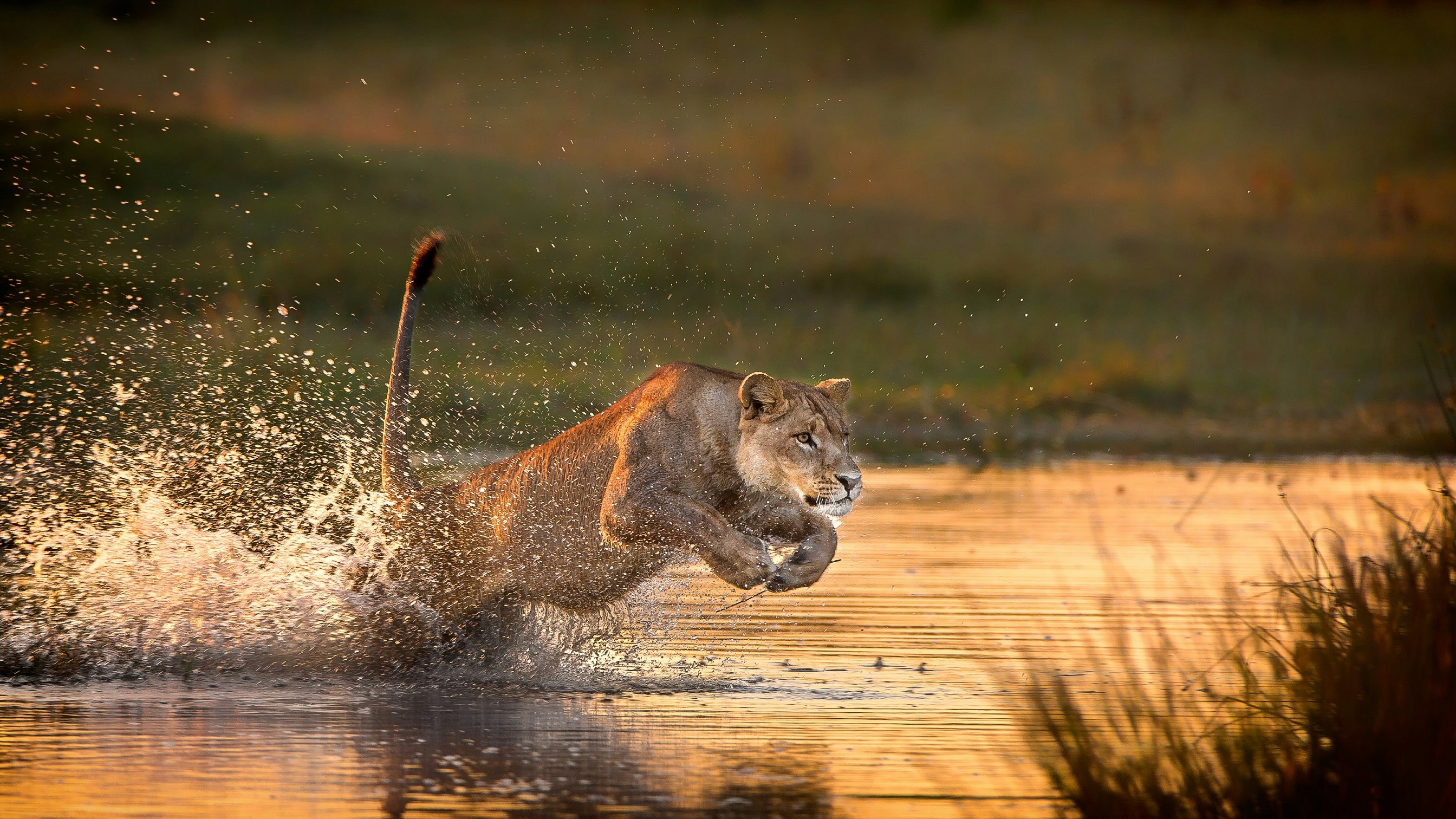 A lone lioness leaps through the waters of the Okavango Delta; her hind legs are beneath the surface while her front paws are pulled up close to her chest, up in the air.
