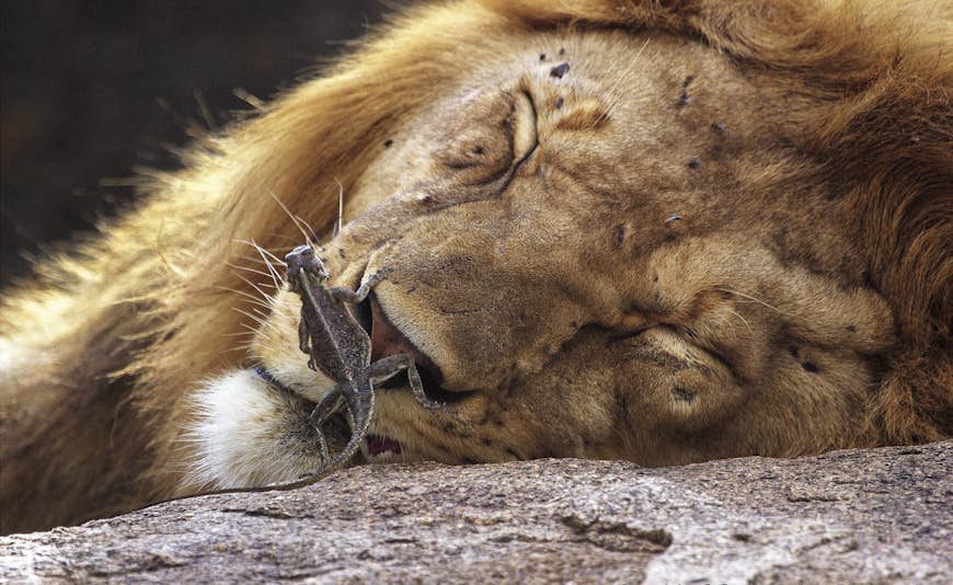 All that is visible is the head of a huge male lion that is asleep; climbing on the lion's nose is a lizard.