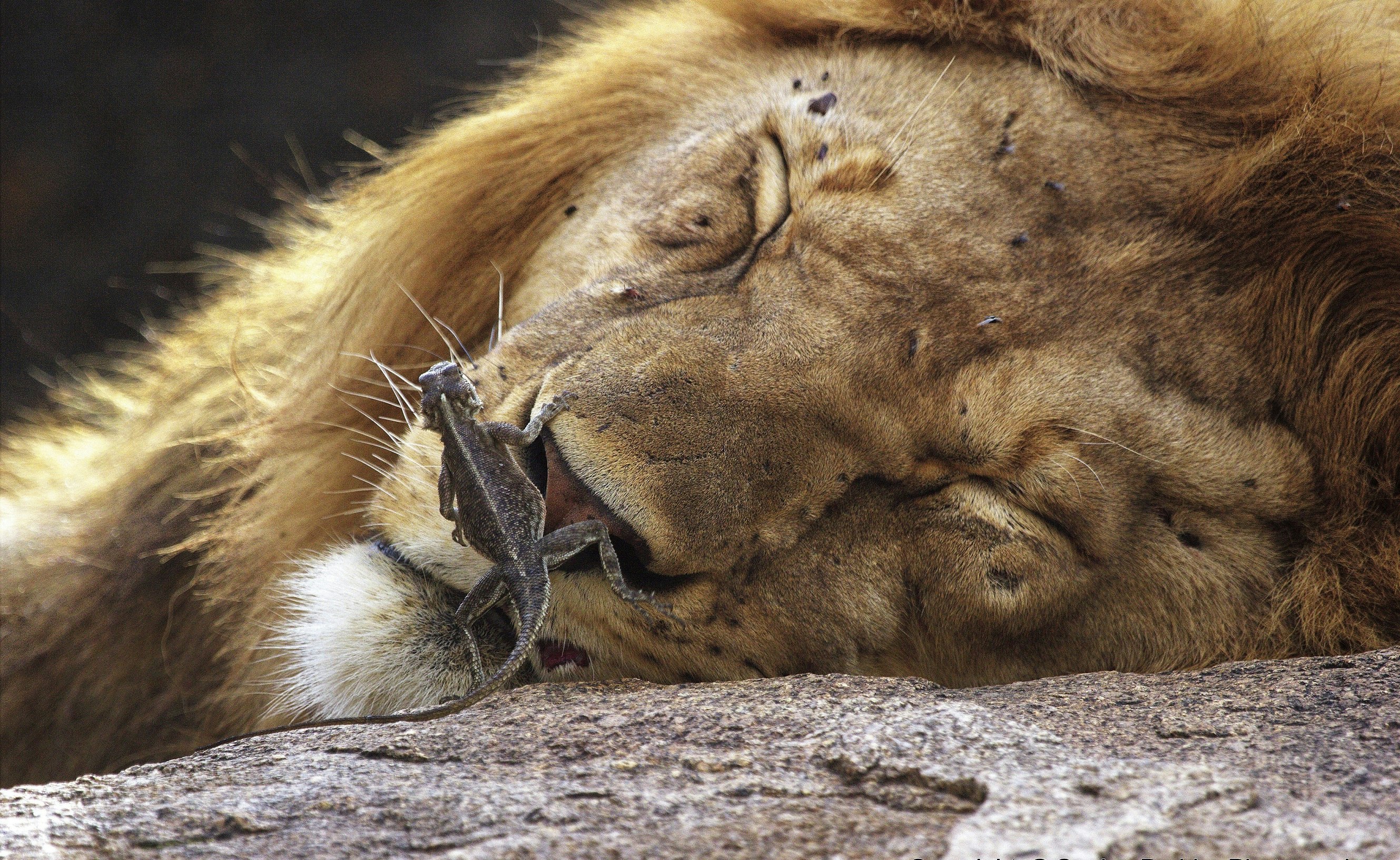 All that is visible is the head of a huge male lion that is asleep; climbing on the lion's nose is a lizard.