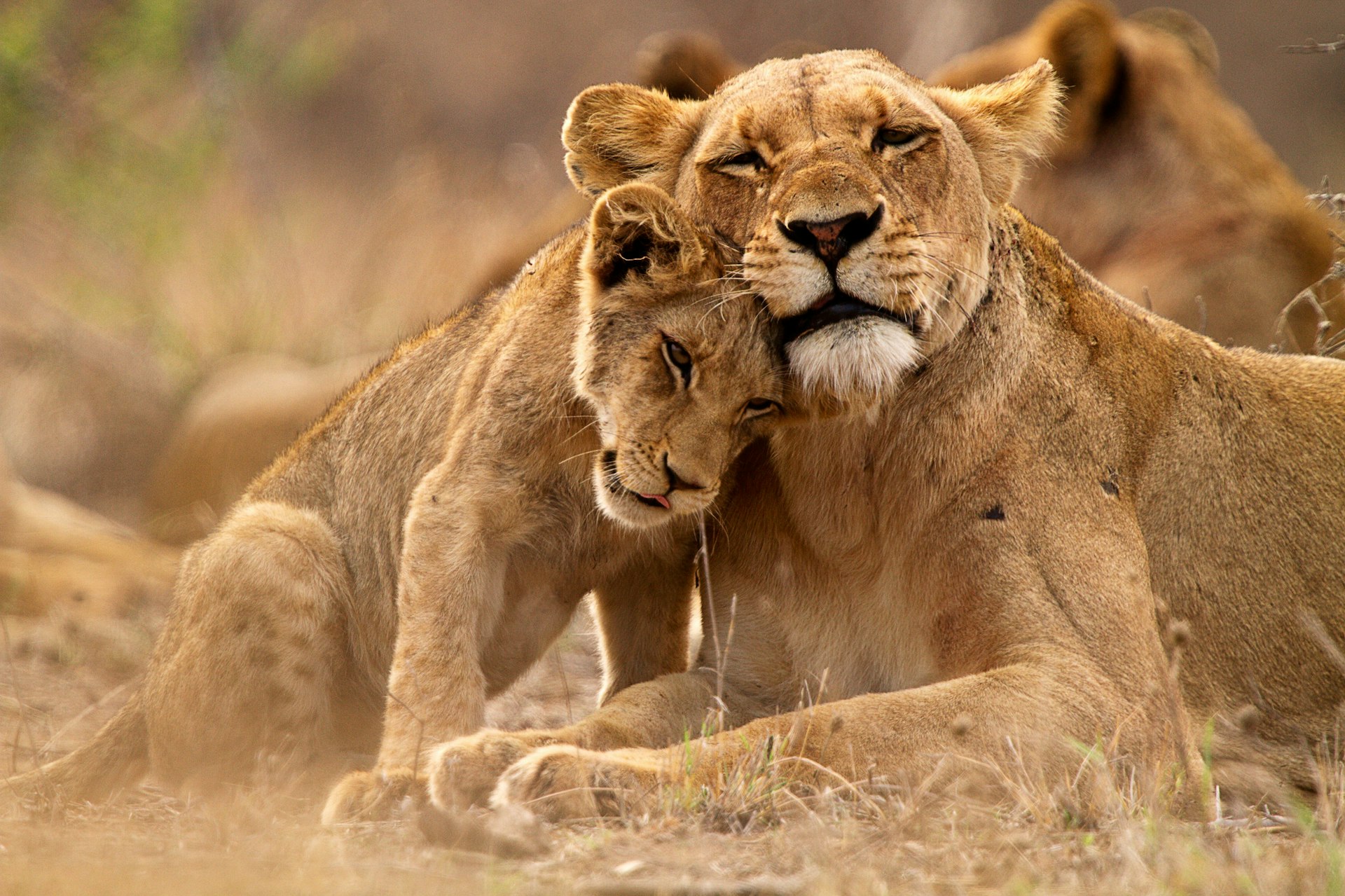 A lion cub sits and pushes its head against the chin of a lioness who is laying down with her head raised (her eyes are closed)