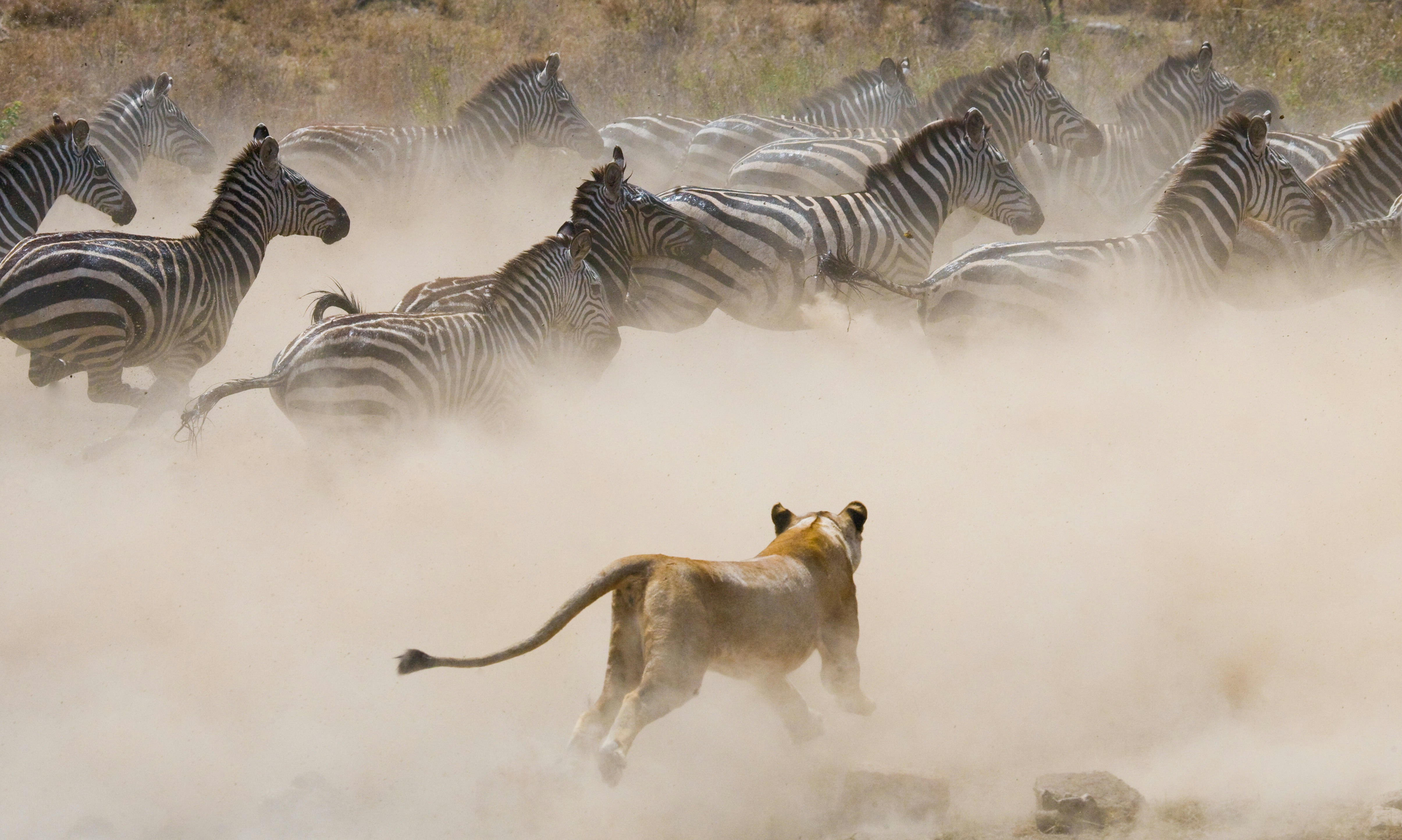 A herd of zebra move in unison and panic, stirring up a huge cloud of dust; lurking in the dust, but visible, is a large lioness who is hunting.
