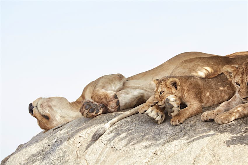 A lioness lays outstretched on a large granite boulder, with her head flopped back and underside of her jaw visible; lying on top of her lower rear legs is a little cub, with eyes wide open. A second, larger cub lays nearby.