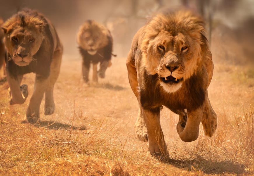 Three male lions running ferociously towards the camera, kicking up dust as they go; the entire scene is a scorched savannah.