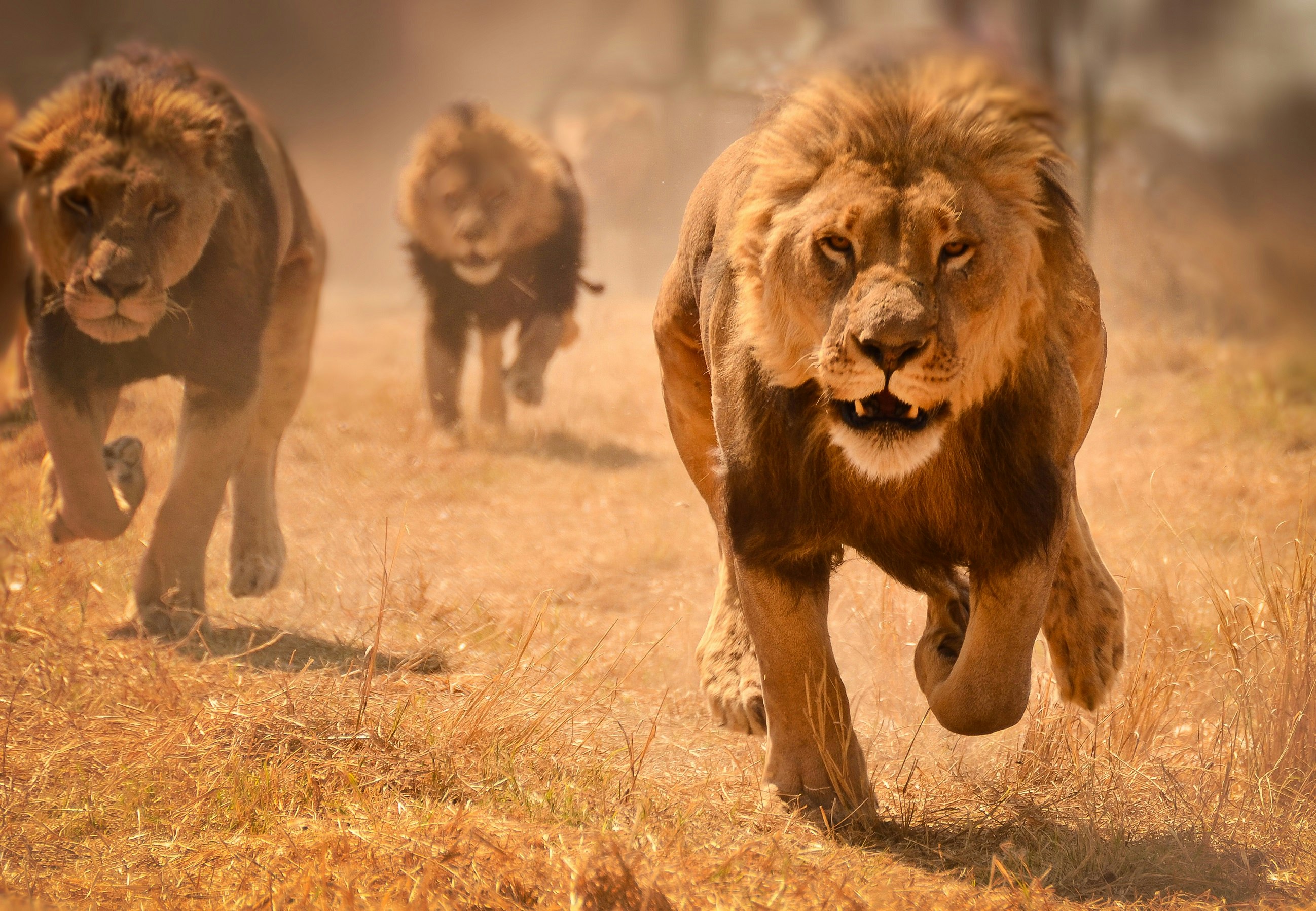 Three male lions running ferociously towards the camera, kicking up dust as they go; the entire scene is a scorched savannah.