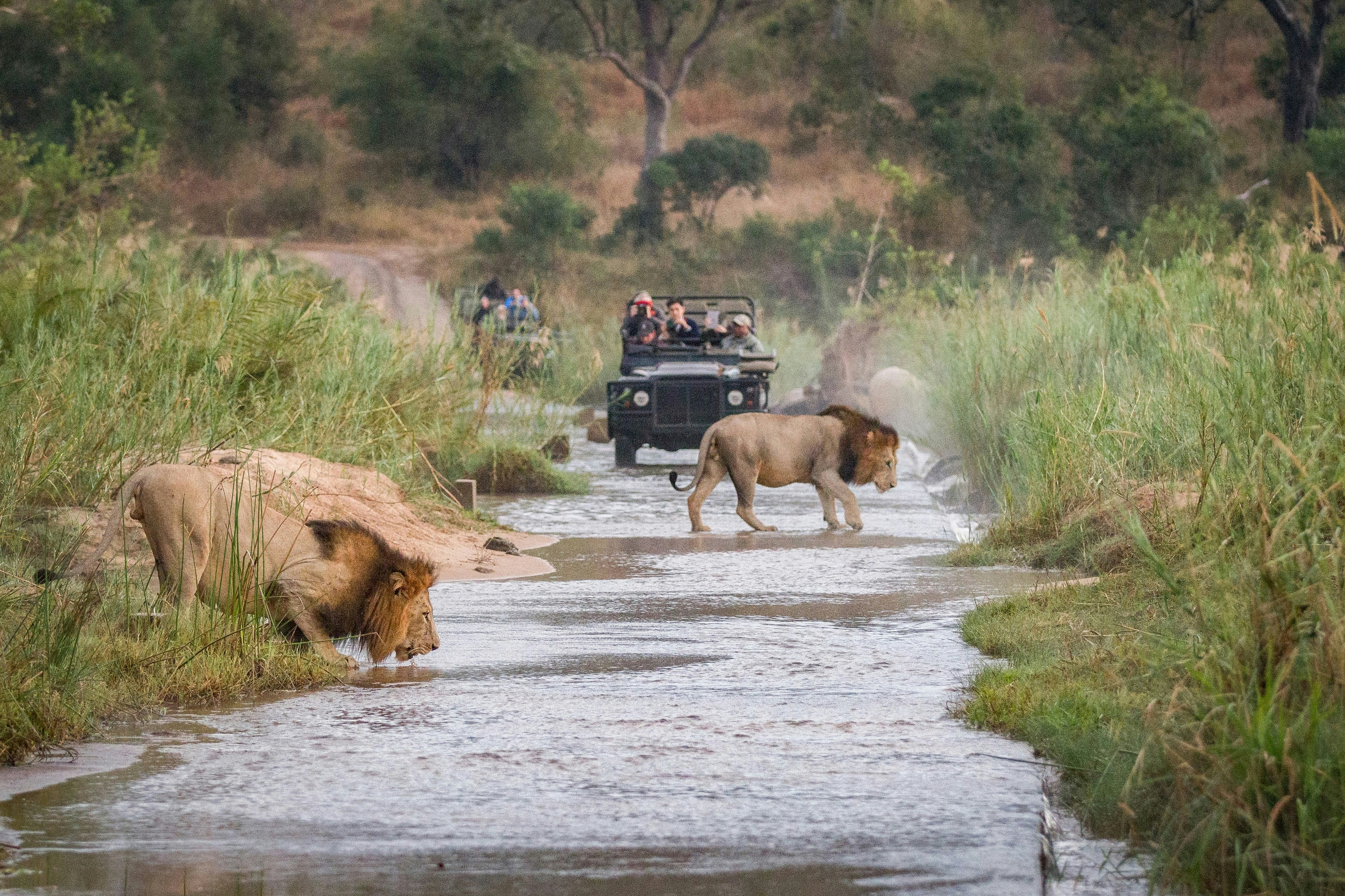 This image is looking straight up a flooded road that is flanked by long grass; in the road are two huge male lions drinking. In the background is an open-topped safari vehicle with guests taking photos.