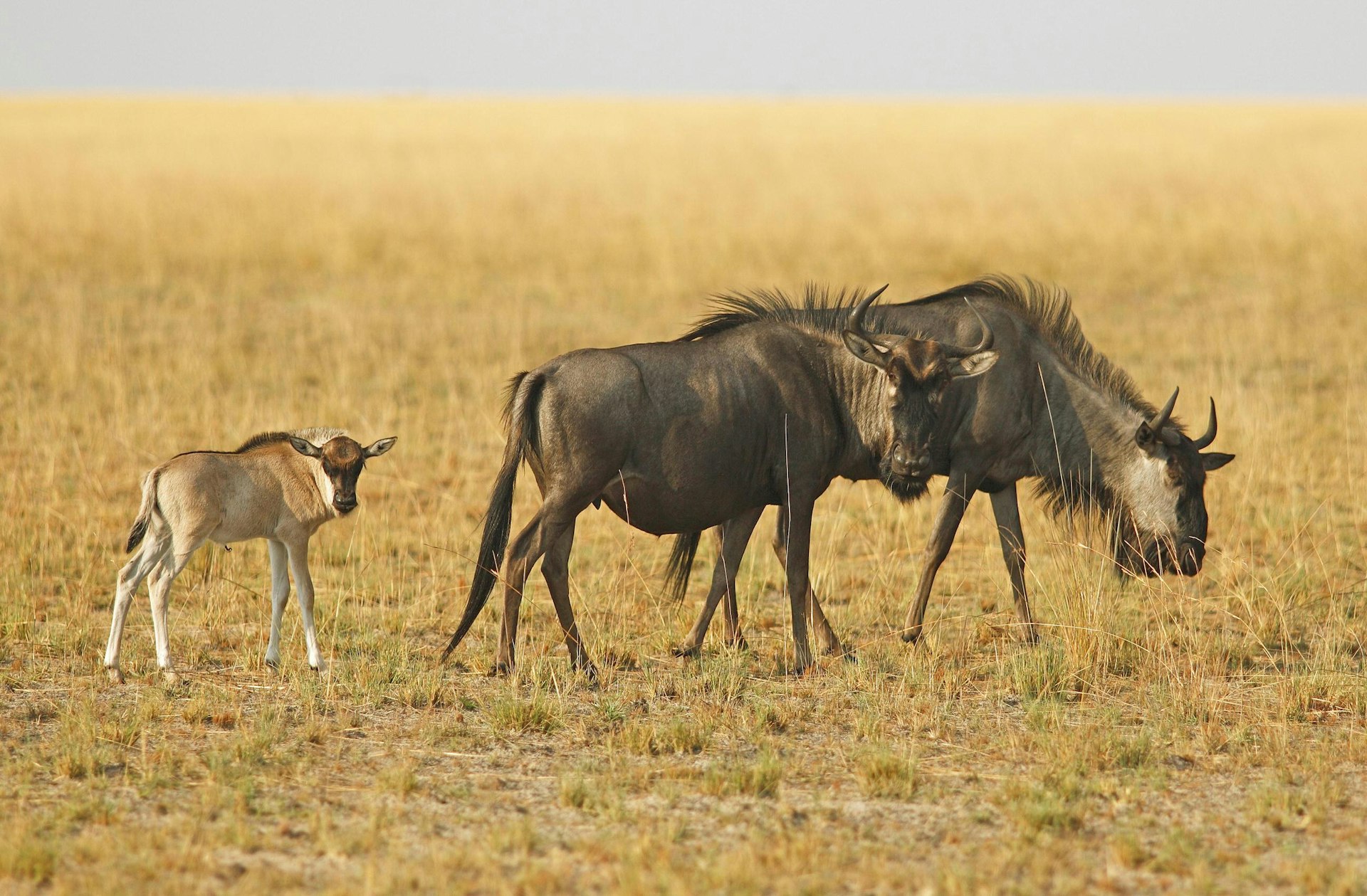 Two adult wildebeest stand in long grass and look in the direction of the camera; behind them is a newborn wildebeest standing awkwardly.