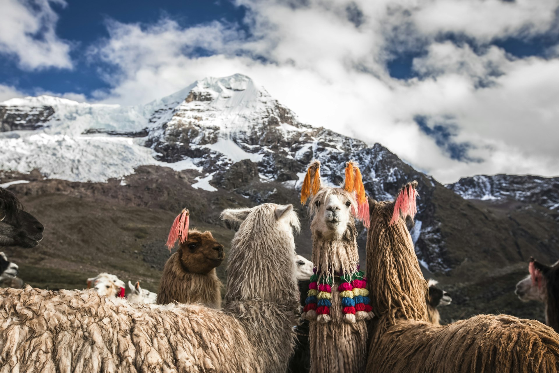 A llama wearing orange yarn from its ears looks directly into the camera. Colorful yarn balls hang from its neck. A pair of llamas face away from the camera while another wearing pink yarn on its ears faces the camera. In the background is a large snow-capped mountain.