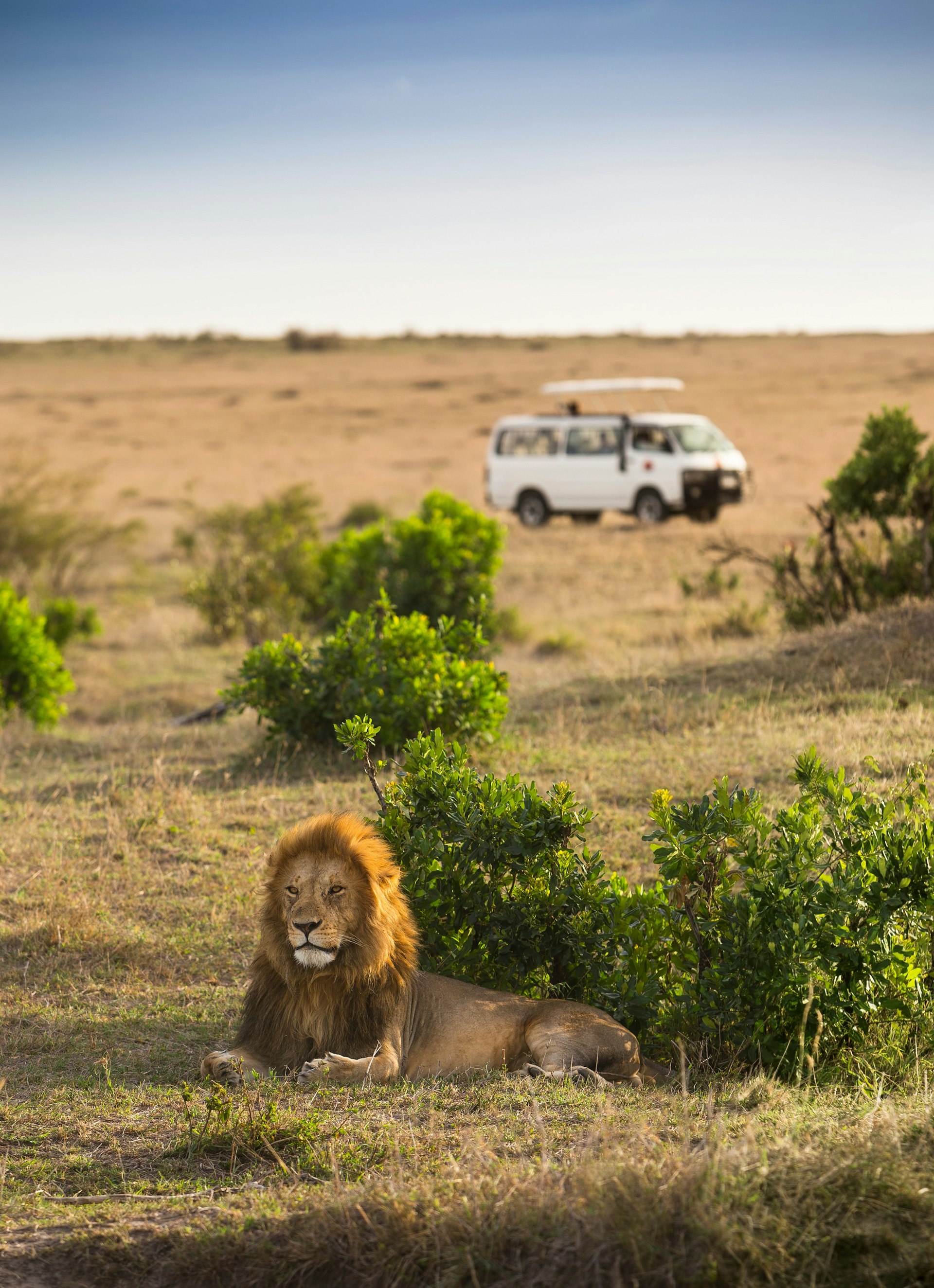 A minibus with a pop-up roof sits in the distance, with a large male lion laying in the foreground; the image is on an open savannah.