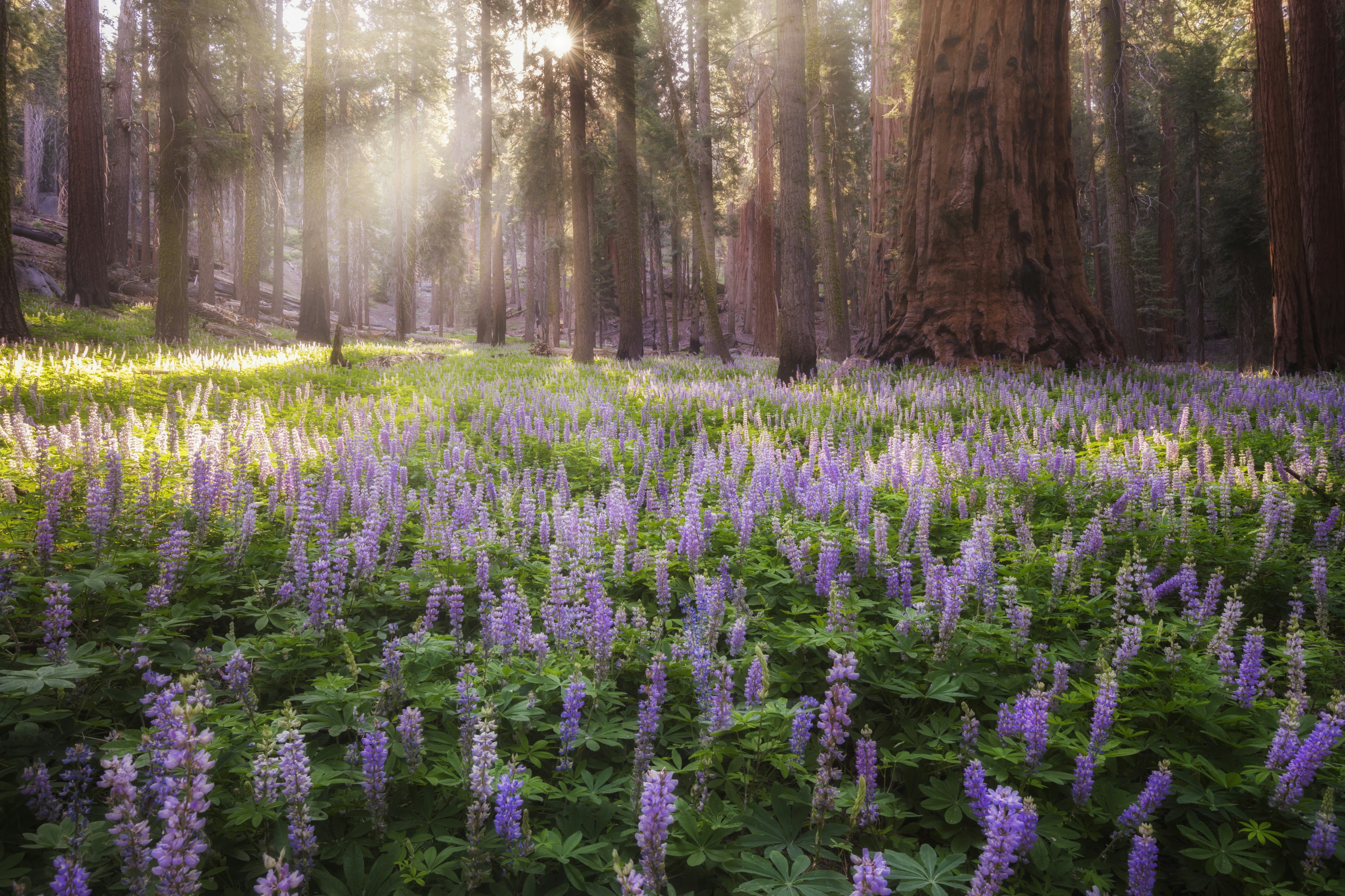Purple lupines grow in the sunlight between sequoia trees