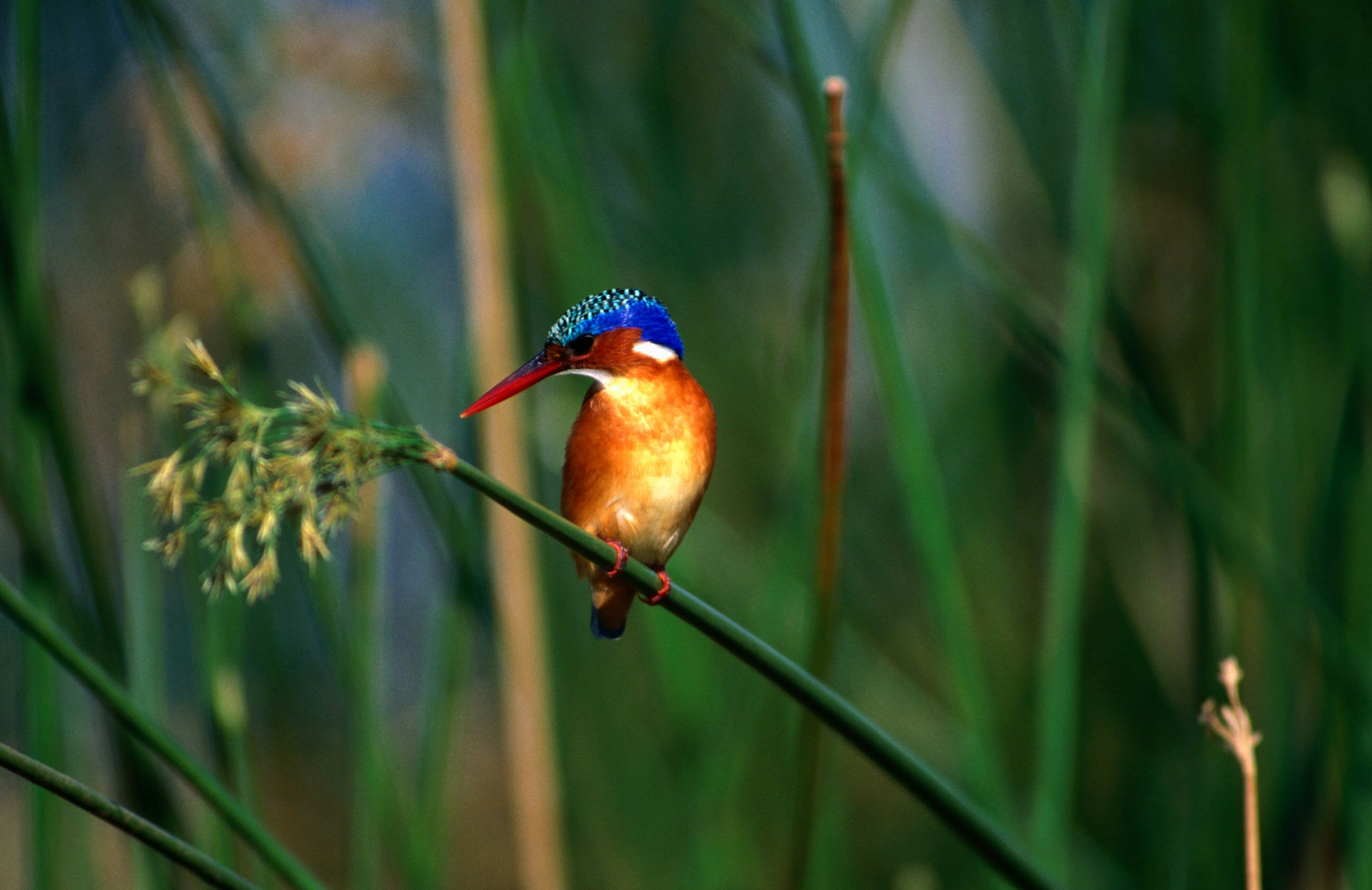 A malachite kingfisher stands on a reed in a wetland; its plumage is purple, black, malachite green and bright metallic blue, while its beak is bright orange