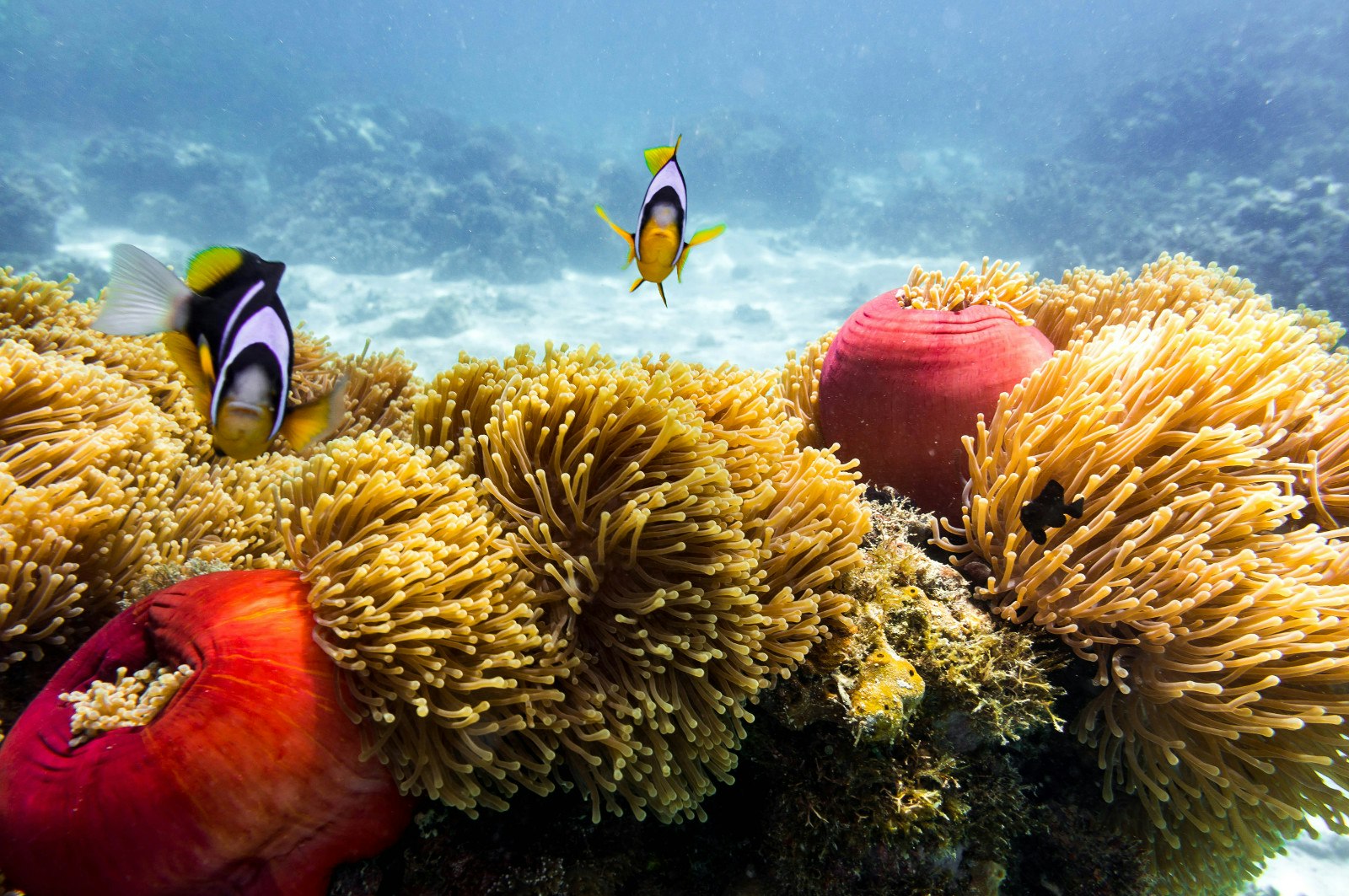 Colourful fish and a reef in shallow, light blue waters