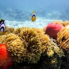 marine life in aqaba.jpg