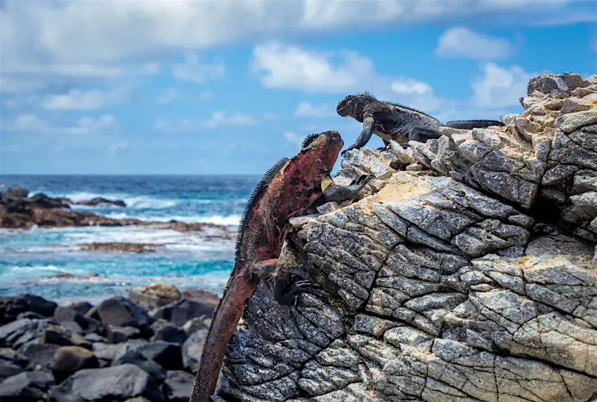 An iguana sits on a rock. Two marine iguana stand on a rock near the sea